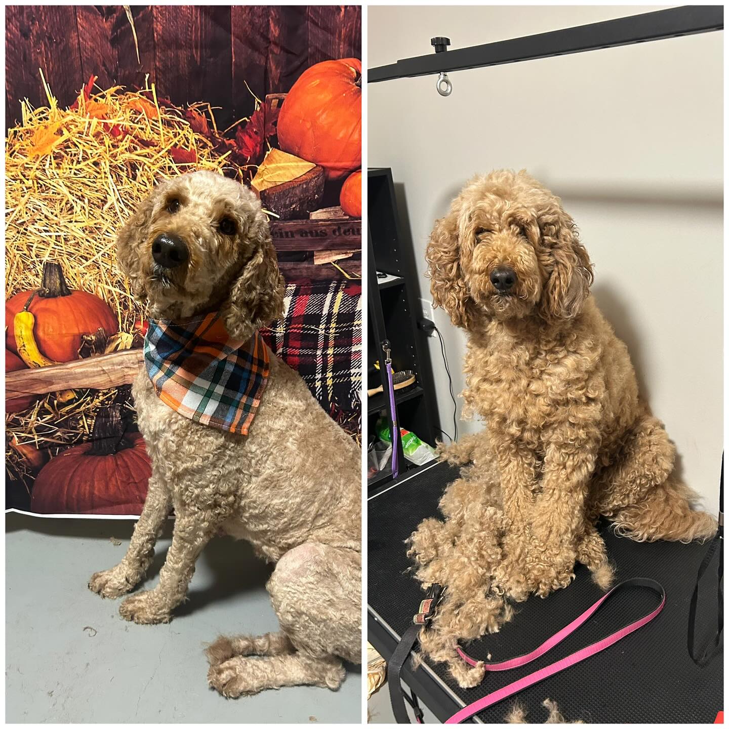 Love the trust from my pet parents ! #doggromersofinstagram #threehillslife #