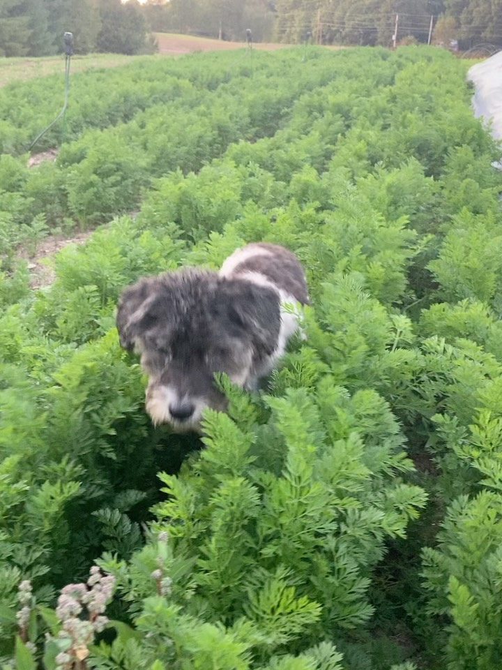 Fall carrot crop is looking good! And we are very excited about the potential rain this week to help things along. 🤞🏽
There will be plenty of sweet certified organic carrots in our Fall CSA shares. Link in bio for more info