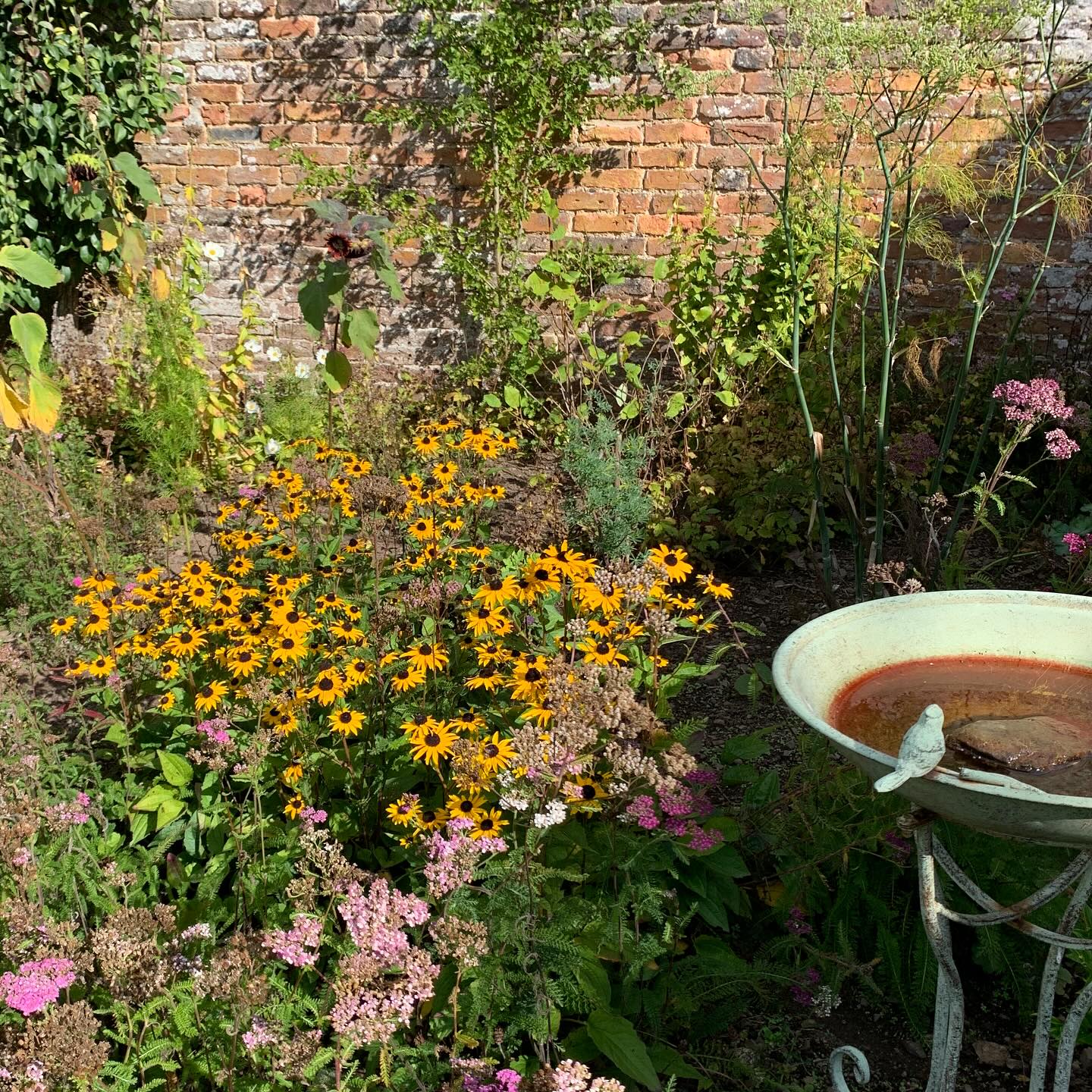 Sunny corner.
#thescottishcountrygarden.com