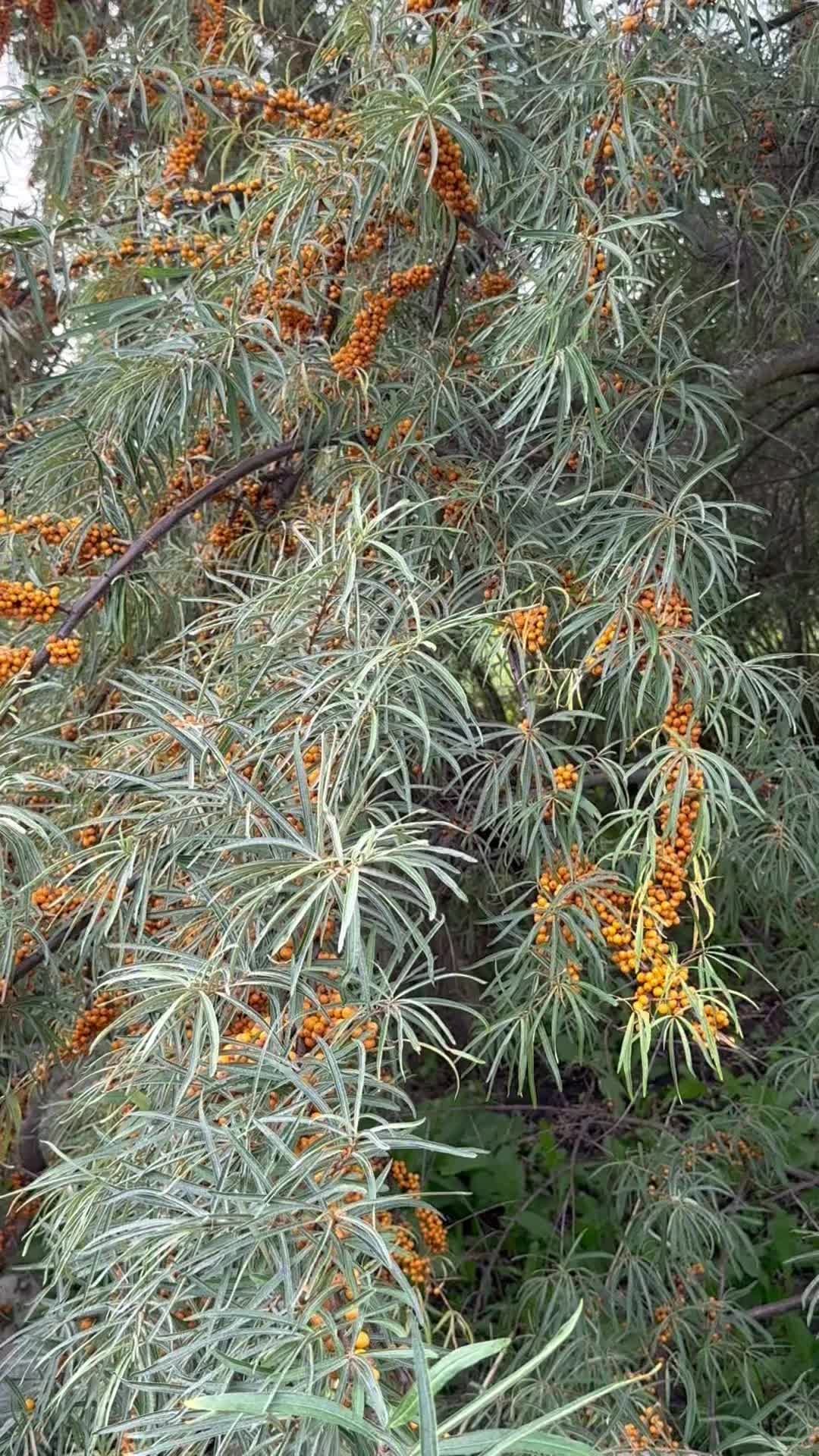 Har du havtorn i din trädgård? 🌿 De buskar jag brukar gå förbi dignar av bär i år – har du fått lika mycket?
Ett tips inför skörden: vänta gärna tills bären fått en första frostknäpp ❄️, då blir smaken mildare och lite sötare. De har en härligt exotisk smak, god och supernyttig att göra juice på, eller marmelad, eller ha i smoothie! 😋
👉 Skötseltips från Mitt Trädgårdsår:
- Havtorn behöver sällan gödslas, men lite komposterad kogödsel på våren kan ge extra fart i tillväxten.
- Passa på att beskära när du ändå skördar. Klipp av några av de äldsta fruktbärande grenarna – det gör det lättare att plocka och föryngrar samtidigt busken.
#Odlaätbart #bärbuskar #havtorn #trädgårdsinspiration