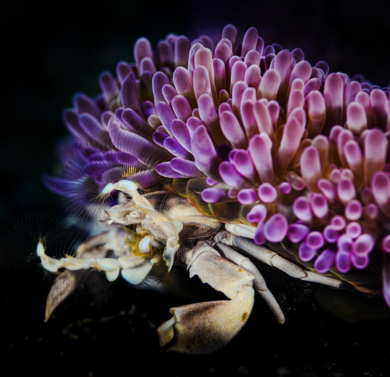 ‘Crabs in hats’ 👒
A Fijian porcelain crab under his rather attractive purple magnificent anemone
#fiji #scubapic #fijidive #macro #uwphotography #fijiislands