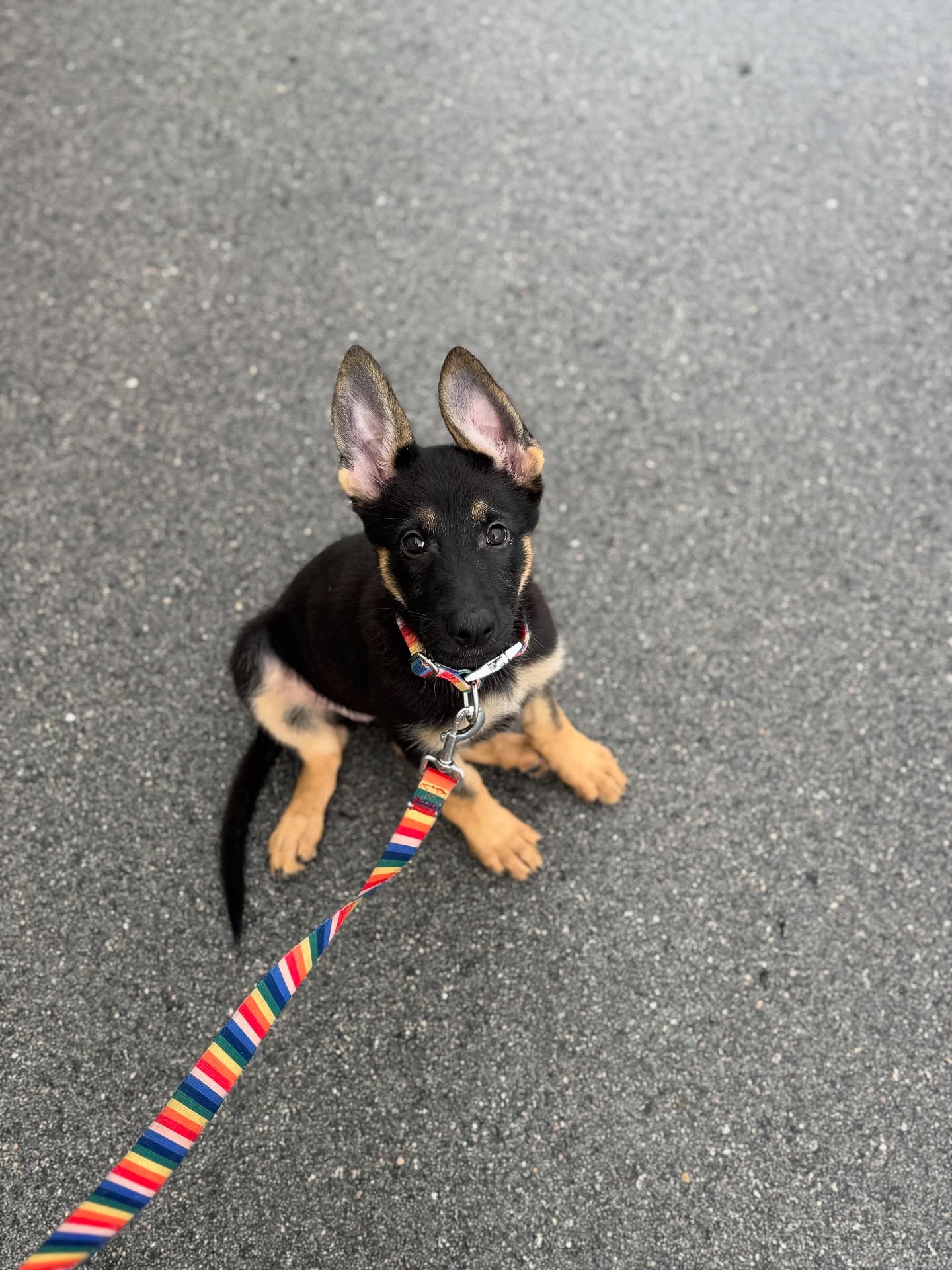 Time to introduce my B Litter keeper…
Belisama vd Hunde der neuen Äre
“Prayer”
DM Clear - AKC DNA + Health Clear
G, URO1 Jabina Liberty
BH, AD, IGP1, ATT, FDC, FTN, CGC, CGCA, CGCU,
DJ, BCAT, SPOT-ON
HD normal • ED normal • LÜW O • Embark tested
HD-ZW 91 (05-2024) • DM carrier
X
SG Flash vom Gsiberger WB, BH, AD, IGP3, KKL1
HD normal • ED normal • LTV O • OCD free • DM clear
WUSV 2025 Canadian Team Member
2nd at GSSCC Ontario National Championship 2025 - -FCI-IGP 3 (96,89,94)
2nd at GSSCC Ontario Regional Championship 2025 -FCI-IGP 3 (100, 90, 98)
4th Place at 2025 DVG Bundessiegerprüfung GHS - FCI-IGP 3 (93,90,95)
4th Place and Highest Placing German Shepherd at DVG
National Championship 2024 (87,91,94)
4th Place at USCA Mid-East Regional Championship 2022(88,88,95)
9th Place at USCA Nationals 2022 (90,86,93)
9th Place at WDC Working Dog Championship 2022 (95,84,92)
She reminds me so much of Liberty and I can’t wait for our promising future together
•
•
#germanshepherd #gsd #workingdog #sportdog #igp #frenchring #psa #shutzhund #akc #ukc #blackandtangermanshepherd