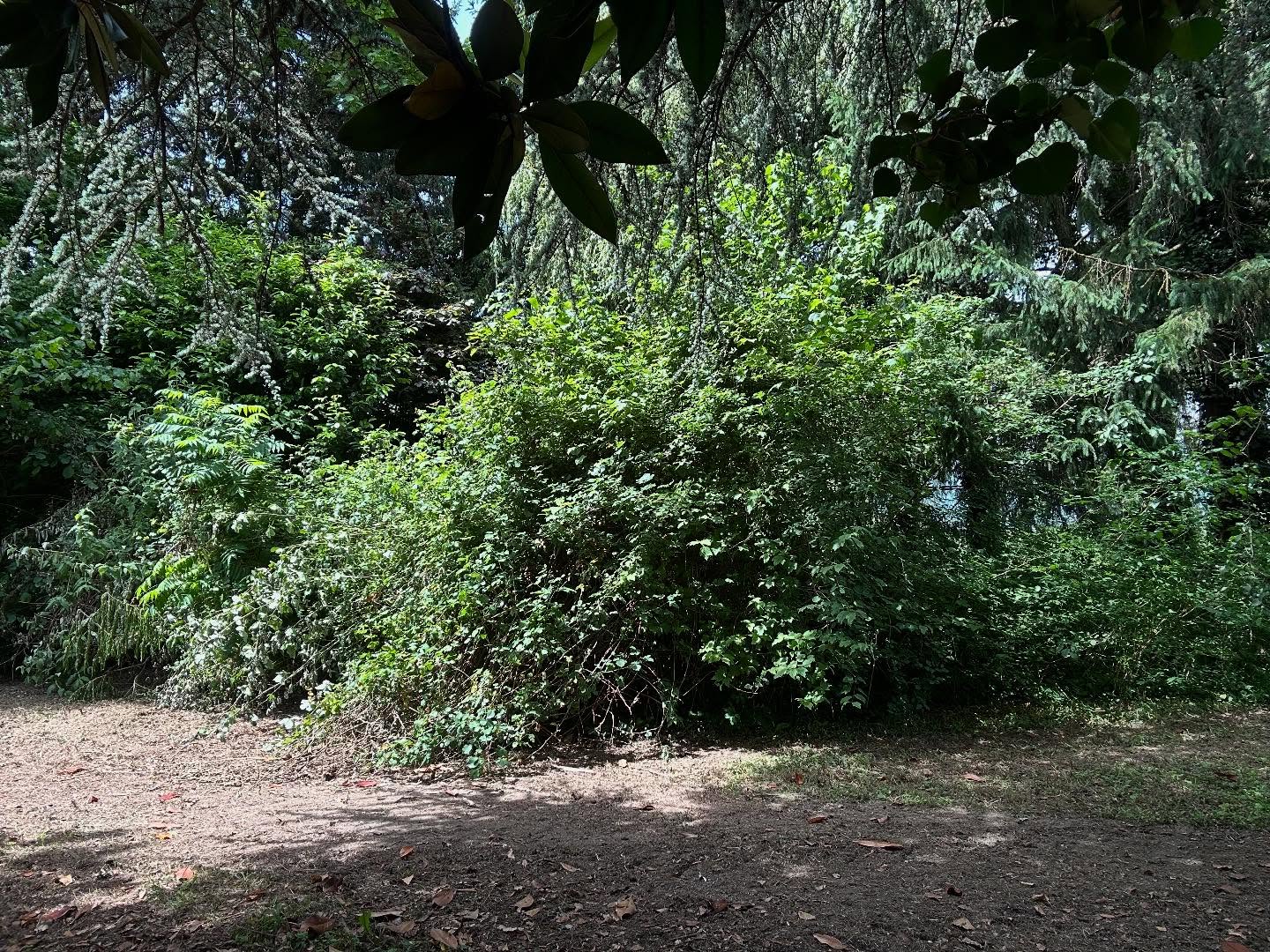 ✨ Un jardin transformé ! ✨
Suppression des arbustes autour de la maison 🌳
Passage du gyrobroyer dans les sous-bois 🍃
Taille et rabattage de la haie de laurier ✂️
👉 Résultat : plus d’espace, plus de lumière, plus de confort !
Le client n’a plus qu’à profiter de son terrain ☀️🌱
#paysagiste #avantaprès #travauxextérieurs