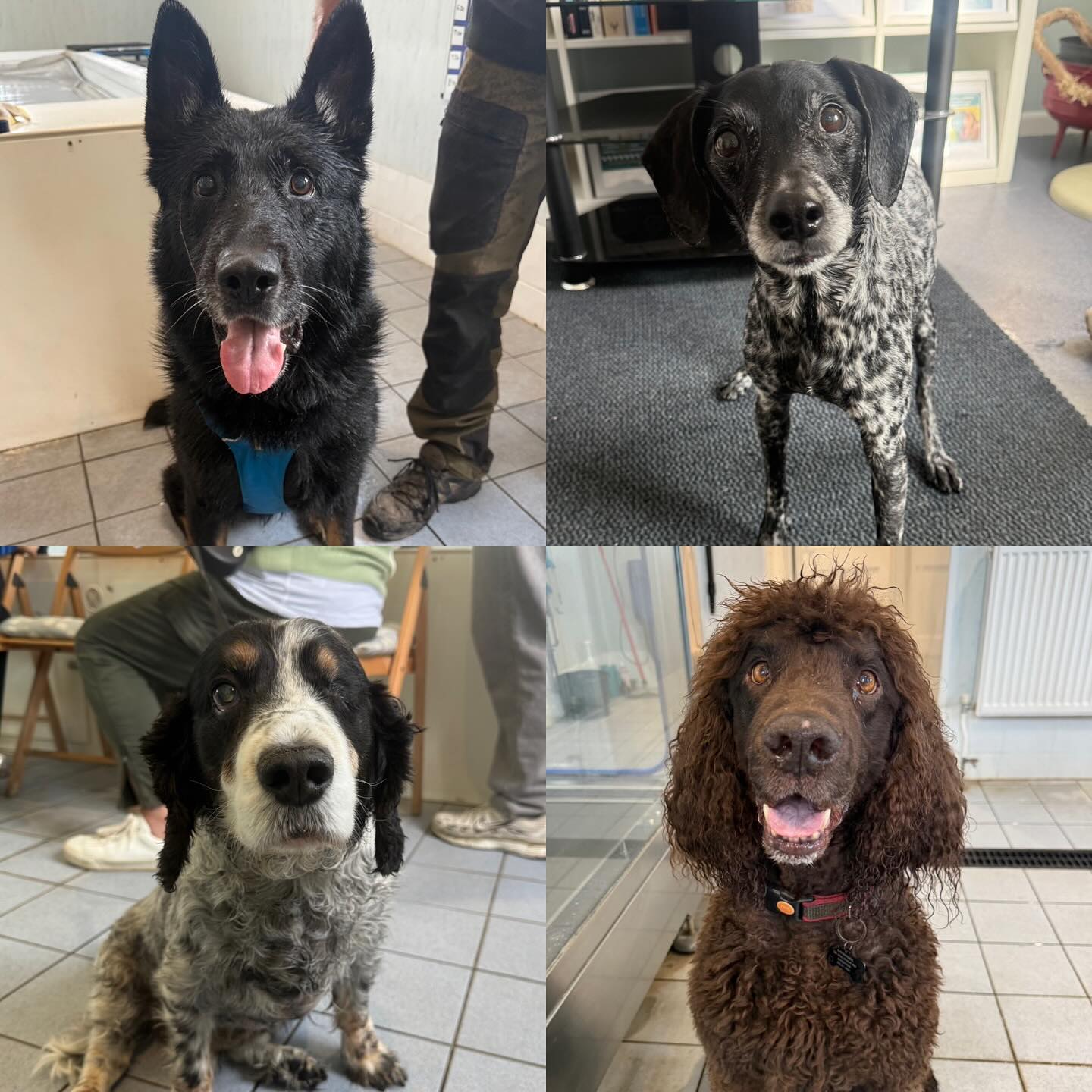 Please welcome all of the new faces that have started with us in the last couple of weeks. 🐶🦴
Axel (German Shepherd) Fitness
Pip (Crossbreed) Undiagnosed lameness
Dudley (Cocker Spaniel X) Cruciate Rupture L (CCWO)
Dexter (Irish water spaniel Lumbosacral spine pain, weakness to HLS, ataxia)
Tito (Shiloh Shepherd) Muscle Wastage HL R>L, Potential nerve degeneration, OA
Aries (Staffordshire bull terrier) Fitness
Toro (American Akita) L TPLO + Lateral Partial Meniscectomy
Little (Miss Mims) Bull dog Fitness
Lexi (JRT X Dachshund) Cruciate Disease
Rooney (Shih tzu x Papillon) Age Related Mobility and Chronic Renal Failure
Pablo (Cane Corso) Fitness
Ben (Labrador) Stiff legs, muscle wastage and overweight
Molly (Golden Retriever) RH TPLO
Leo (Frenchie) T12/ L1 Hemilaminectomy
Otis (Dachsund) Fitness
Teazel (Border terrier) DJD