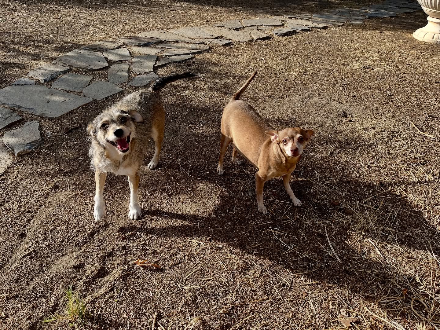 Mañana de juegos! 🎾🦴 #cuidadoresdeperros #madrid #mascotas #españa #igersmadrid #perros #dogs #dogsofinstagram #perrospequeños #dogslife #dogfriend #fotosdeperros #comoencasa #vacaciones #doglover #pomeranian #chihuahua #caniche #bichón #bichonmaltes #shitzu #shitzulovers #pomerania #pomeraniaespaña #verano #verano2025 #summer