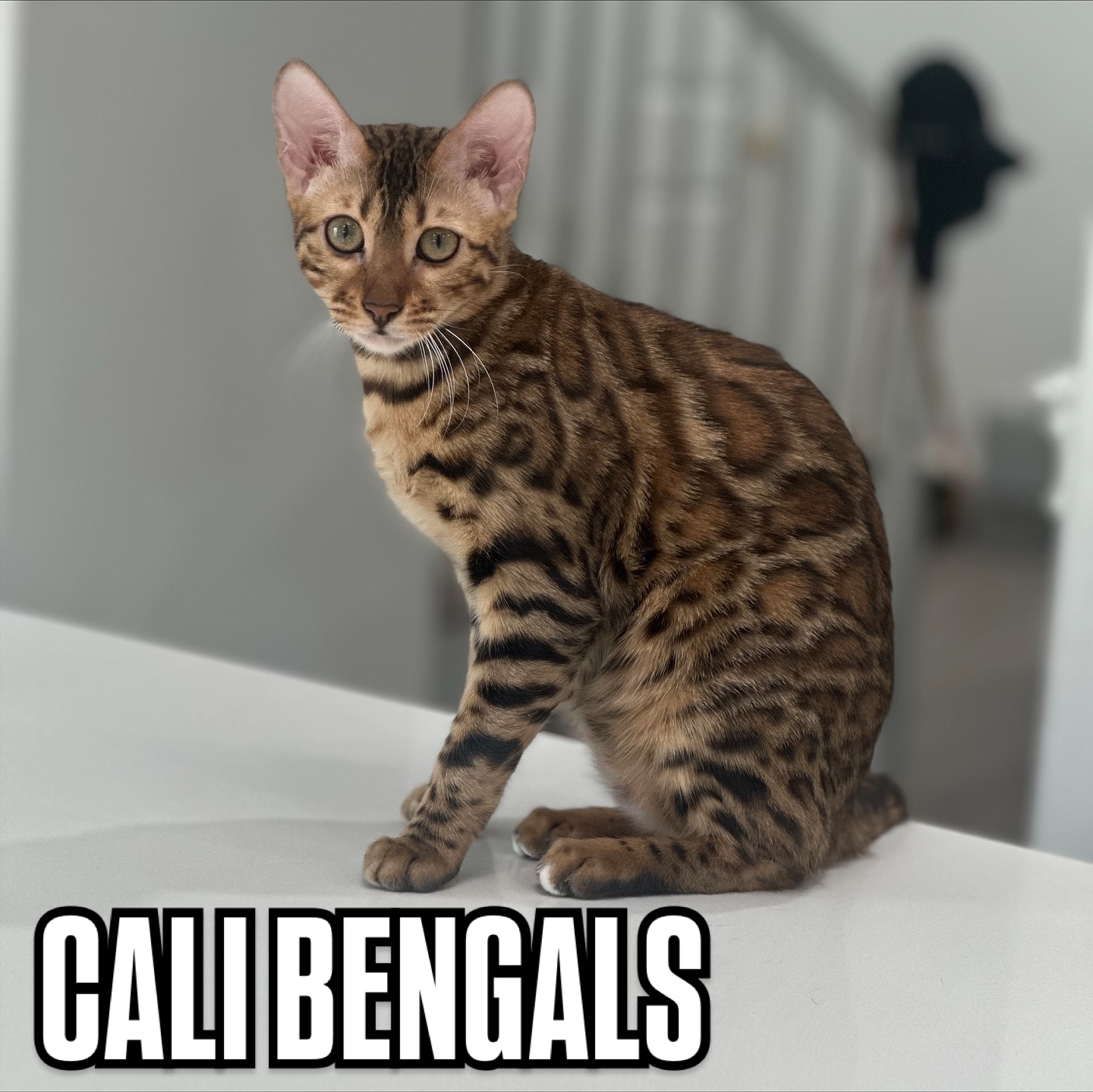 At CALI BENGALS, we pride ourselves on being passionate caretakers of the Bengal breed. Every kitten is raised in a loving, family-centered environment where they are showered with affection, socialized daily, and surrounded by the joyful energy of children and family life.
Our Bengals are not only striking in beauty—with their exotic, leopard-like coats and playful personalities—but they are also well-adjusted, affectionate companions. From their very first days, our kittens are introduced to everyday household sounds, gentle handling, and the warmth of human connection, ensuring they grow into confident, social cats ready to thrive in their forever homes.
We are committed to the health, happiness, and well-being of every kitten. With a focus on ethical breeding practices, excellent nutrition, and regular veterinary care, we provide our kittens with the very best start in life.
At CALI BENGALS we believe every Bengal is not just a pet—they are family. When you adopt from us, you can feel confident knowing your kitten has been raised with love, care, and the same dedication we give our own family.
#bengalcat #bengalkitten #calibengals #cattery #exoticpets #exoticcats