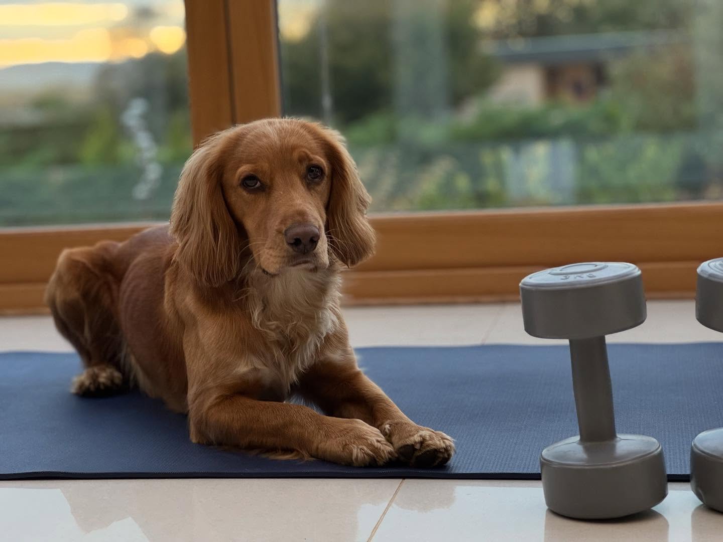 Guess what next week’s online session entails?! A spaniel and some weights included! #squatwithsue #strengthsession