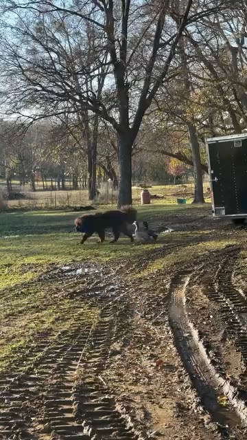 Best friends come in all shapes and sizes.🥰
#bestfriends #svenandolaf #dog #duck #dogsofinstagram #ducksofinstagram