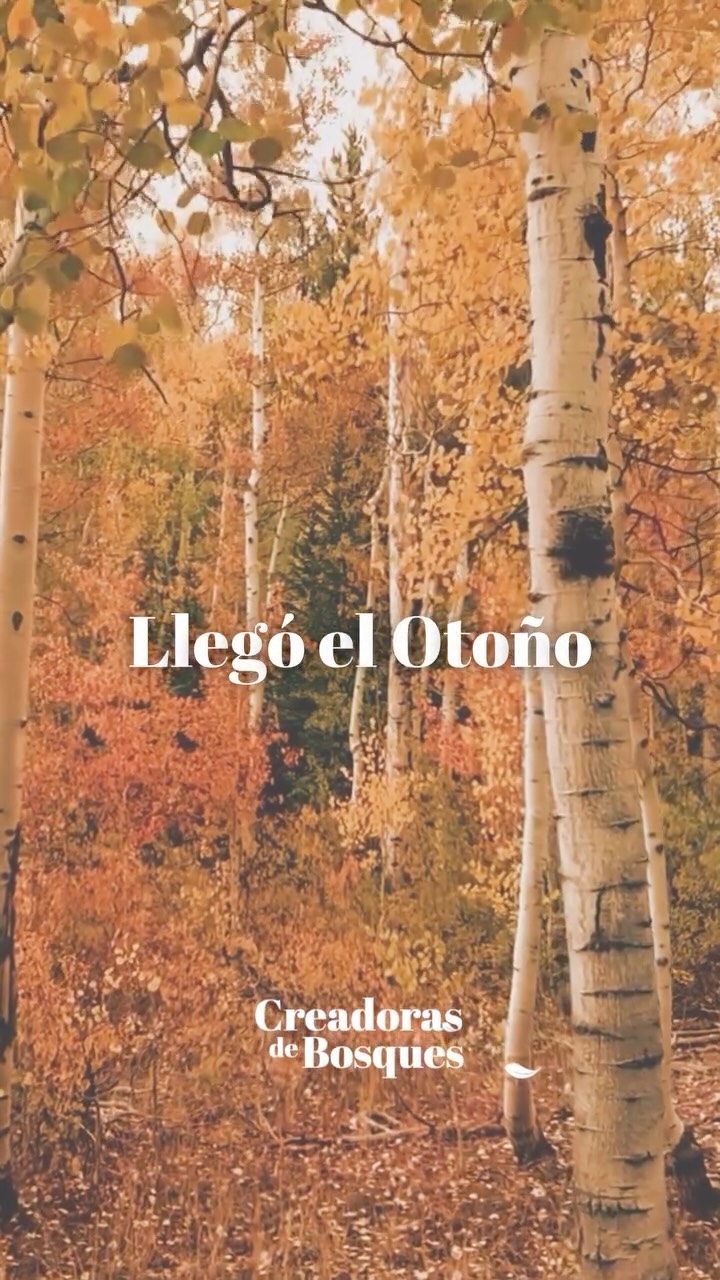 Y al fin llegó el Otoño 🍂
Es el momento de ralentitzar tus pasos.
De tomarte tus momentos de introspección y contemplación. ✨
De hacer las cosas a tu ritmo. Sin prisa…
En Otoño…Llegó el momento de Plantar. ❤️
##creadorasdebosques
#mujeresconectadas
#conectadasalatierra