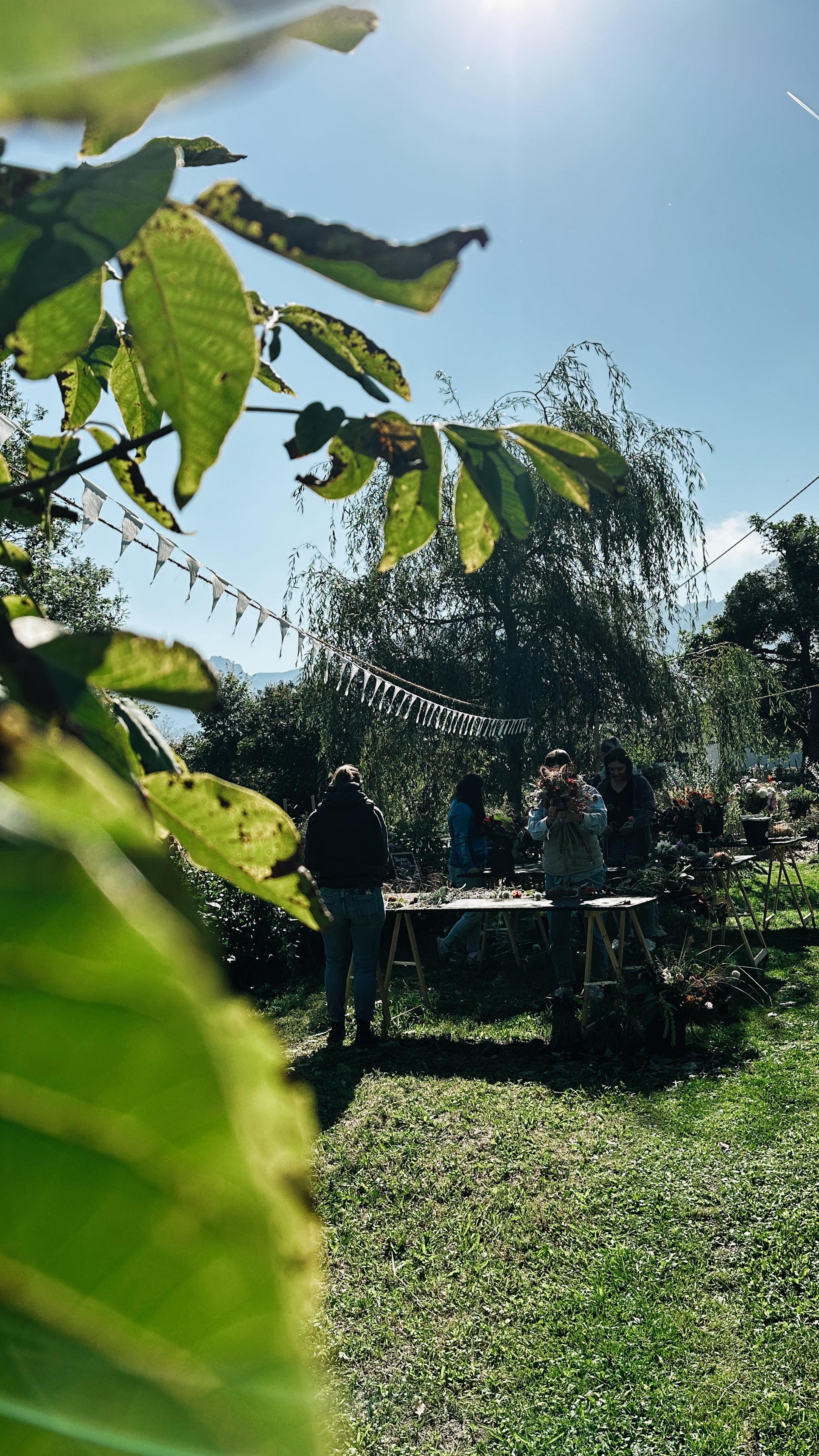Workshop-Freitag deluxe!
Gleich zwei Mal wurde an diesem Tag kreativ gewerkelt: erst zauberten wir herbstliche Sträuße, dann ging’s ab in die Flowerclouds. 🌸
Langsam nähern wir uns dem Workshop-Endspurt für dieses Jahr – aber dieser Tag hat noch einmal gezeigt, wie viel Freude, Kreativität und Lachen in so einem Raum voller Blumen (und wunderbarer Teilnehmerinnen 💕) steckt.
Ein großes Dankeschön an alle, die mitgemacht haben – und natürlich auch an den Wettergott, der uns wohlgesonnen war. ☀️🍁
Es war einfach herrlich!
#blumendieanmorgendenken #zeitfürdich #kreativ #arbeitmitdernatur #bluehmelei