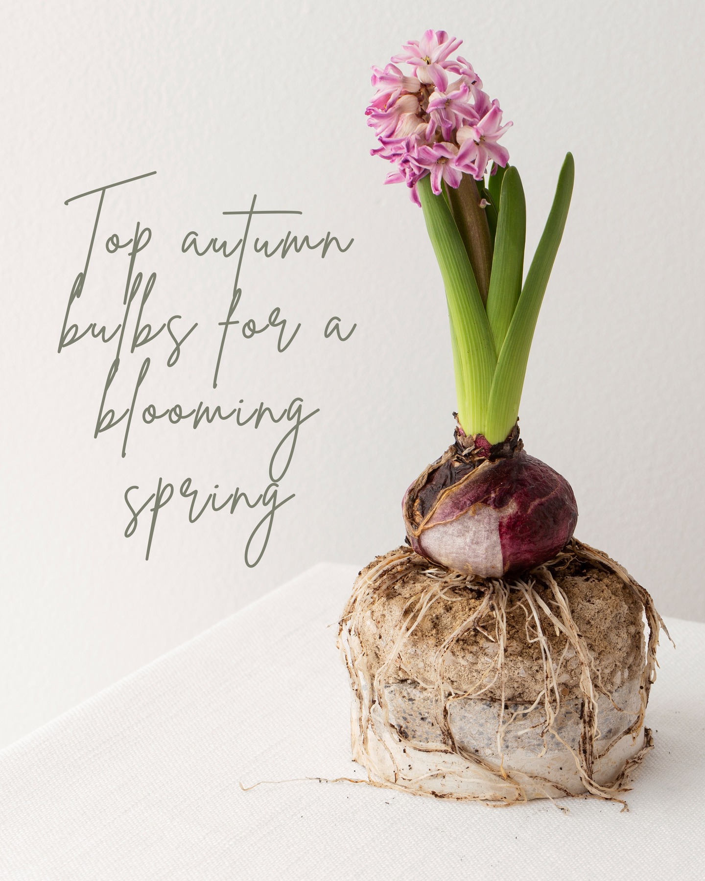 Bulb Season is Bloom Season 🌷 As the days get cooler and the leaves begin to Autumn, now is the perfect time to start thinking ahead to spring. Planting bulbs in autumn is one of the simplest ways to ensure a spectacular burst of colour after winter.
📩 Get in touch today to schedule your bulb planting service and let’s make sure your garden is bursting with life when spring arrives.
www.thechelsealandscapegardener.com
#ChelseaGardenDesign #LuxuryGardens #LondonLandscaping #TheChelseaLandscapeGardener #bulbseason #planting #autumn #BespokeGardens #GardenTransformation #ElegantOutdoors #BritishGardenStyle #GardenGoals #london #chelsea #putney #clapham #claphamcommon #belgraviagardens #londongardens