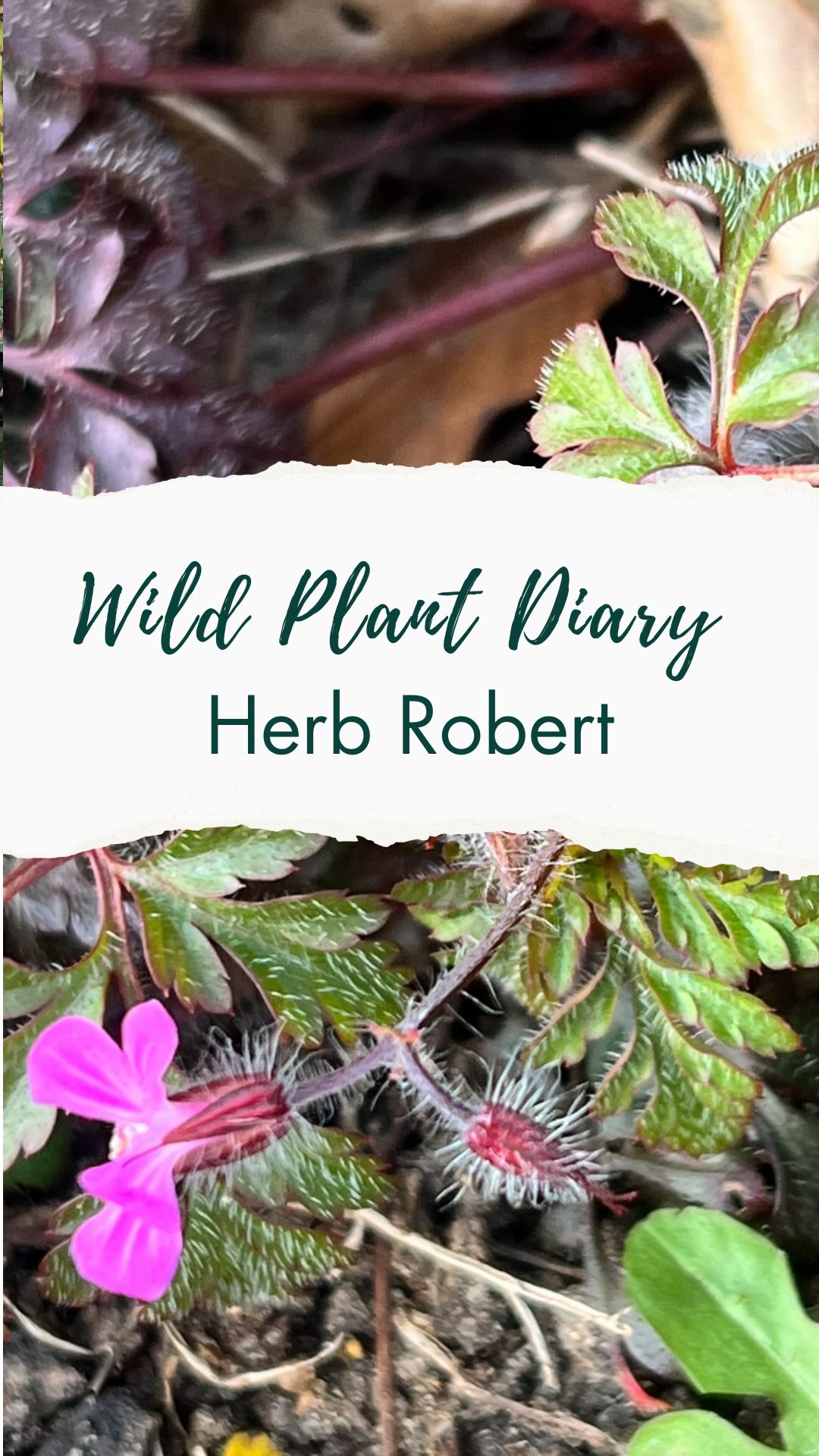 Day one of my wild plant diary 🌱 Herb Robert 💚
I was so excited to start this diary that I wasn’t going to let a bit of rain put me off. After dropping my daughter off for her first day of school, I decided to head to the woods with the baby.
The weather looks pretty iffy and we have been having intermittent rain and sun so I decided to risk it. it started raining almost immediately but I kept going. It was worth it as the sun came out in the end ☀️
I immediately spotted some herb Robert (Geranium robertianum), which is one of my favourite plants. I picked it and inhaled its lovely coriander esque smell.
It’s a plant that is named after a 10th century monk who used it to heal types of ailments and it continues to be used in herbal medicine today. It can be eaten in salads (its taste doesn’t really match the taste) or taken as a tea.
You can identify it by the smell, the red hairy stems and pink flowers.
🌱The first of my Wild Plant Diaries 🌿
I’m sharing the plants I spot in everyday life to show how easy (and joyful!) it is to notice the wild friends growing around us. A world where we know them is a better one—for us and for the planet. ✨
Follow @love_wild_plants to join the journey. I’ll be back tomorrow