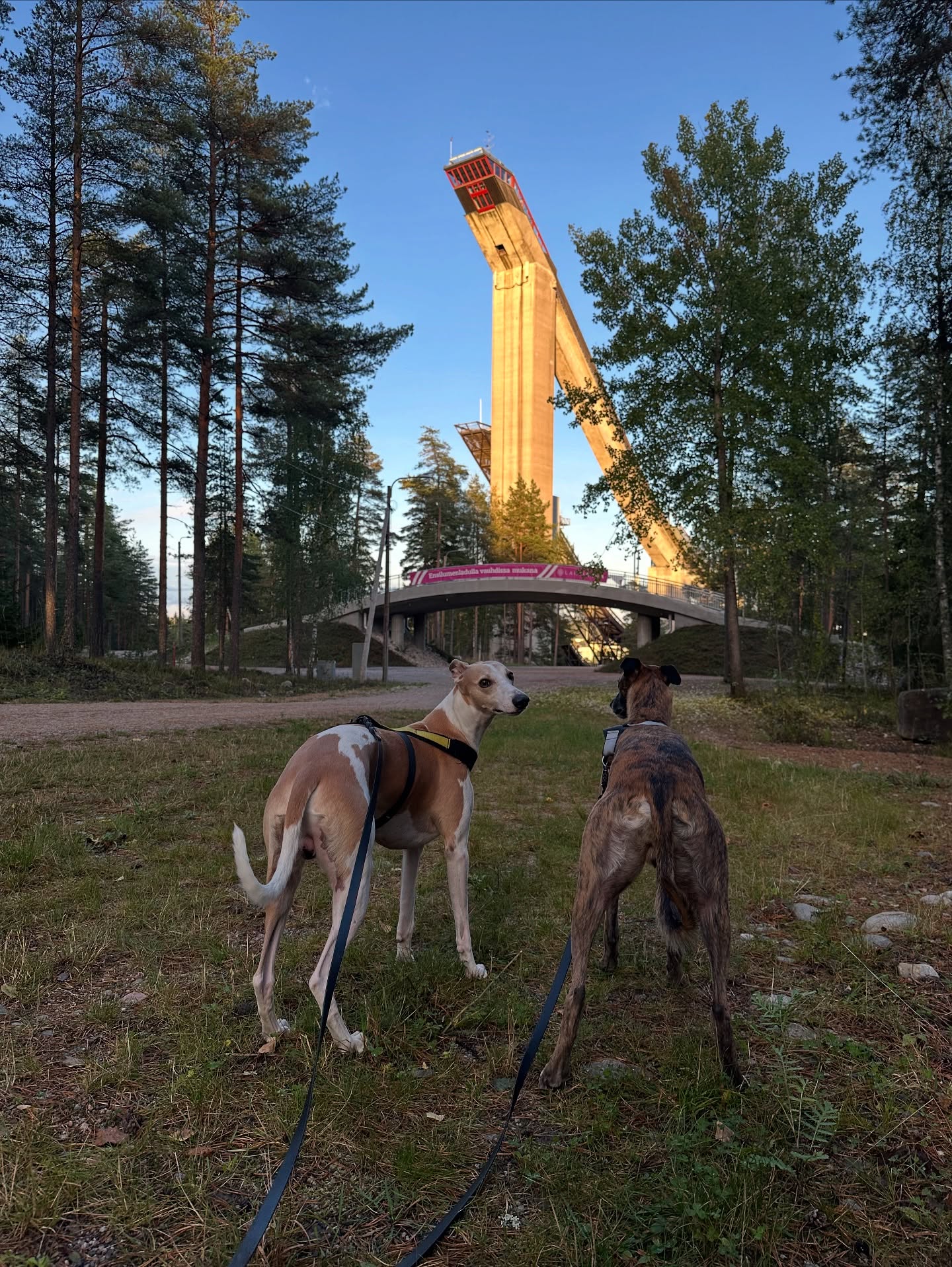 Sunnuntaina 28.9.2025 klo 14.30 yhteislenkki. Lenkin kesto noin tunti. Lenkille saa osallistu koiran kanssa tai ilman, ei tarvi olla kerhon jäsen😊
Lähtö Suurmäen näkötornin juurelta.
#vinttikoira #ssvk #koiralenkki