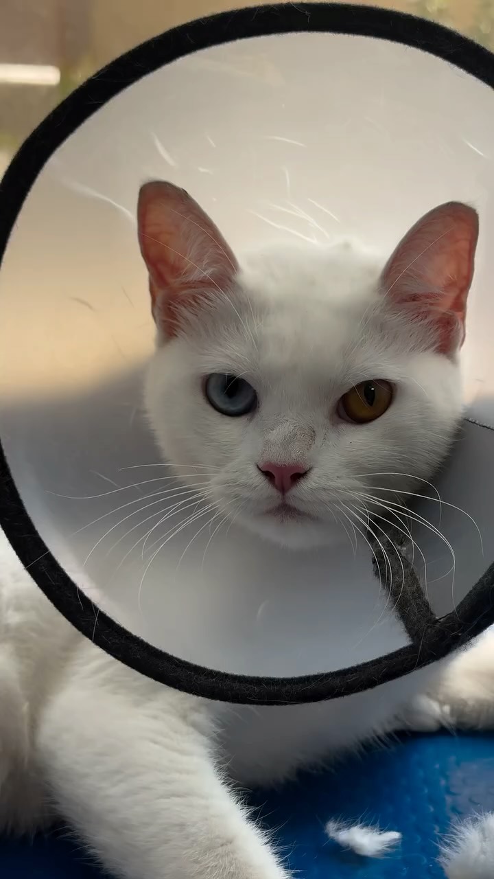 Cats need their summer haircut 🐱
Visit us and enjoy **15% off your pet’s first visit.
#cut #dubai #cat #catlover #haircut #nice #fluffyfloof #fypシ #dubai #catlife