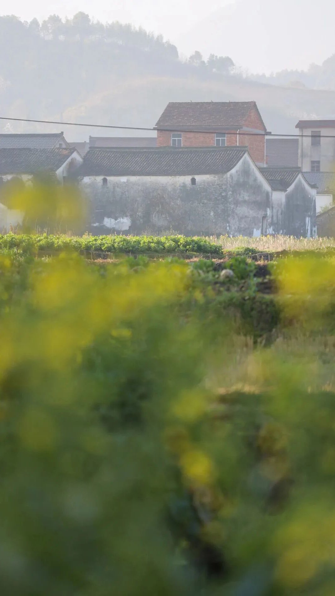 🌾🍚 Become a Rice Farmer for 48 Hours: A Harvest Collaboration with @eightblessingsinn
Have you ever met your rice before it becomes a meal?
This autumn, join us and @leung_joann for a weekend where city fades and fields take over. Harvest like ancient farmers, pound grains into flour, and feast on what you’ve helped create.
Sleep deep in restored century-old villa, where history meets comfort under ancient Hui-style roofs, and wake to the rhythm of the rural morning.
Ready to escape the city and revive your connection to the land?
Only 12 seats. DM to book your autumn renewal.
Follow @woksandwonders for journeys that root you.
#TheRiceRevival #TongluHarvest #AutumnEscape #FieldToFeast #SustainableChina #Eightblessingsinn #WoksAndWonders