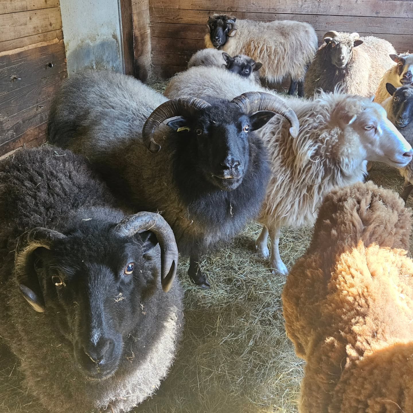 Shearing day! I was reminded yesterday afternoon that today is shearing day! The shearer will be here this afternoon, as we are 2nd on the stop this time. We're only shearing 6 of our 9 this time to let the 3 who are struggling to keep weight on (for reasons of age, dental health, and physical health). But I still needed to clean the hallway where the shearer works and prep bags for fleeces. (I haven't even made room for the actual fleeces yet. Ack!)
And this would also be the time for the freelance editing work to see a sharp uptick in projects as well, so you might see "nekkid time" and maybe skull coaster set updates later tonight.
.
#smallbusiness #horsenroundfiberstudio #womanownedbusiness #notenoughhoursinaday #shearingday #sheep #sheepwool #woolgrowers #wool #supportfarmers #supportlivestockfarmers