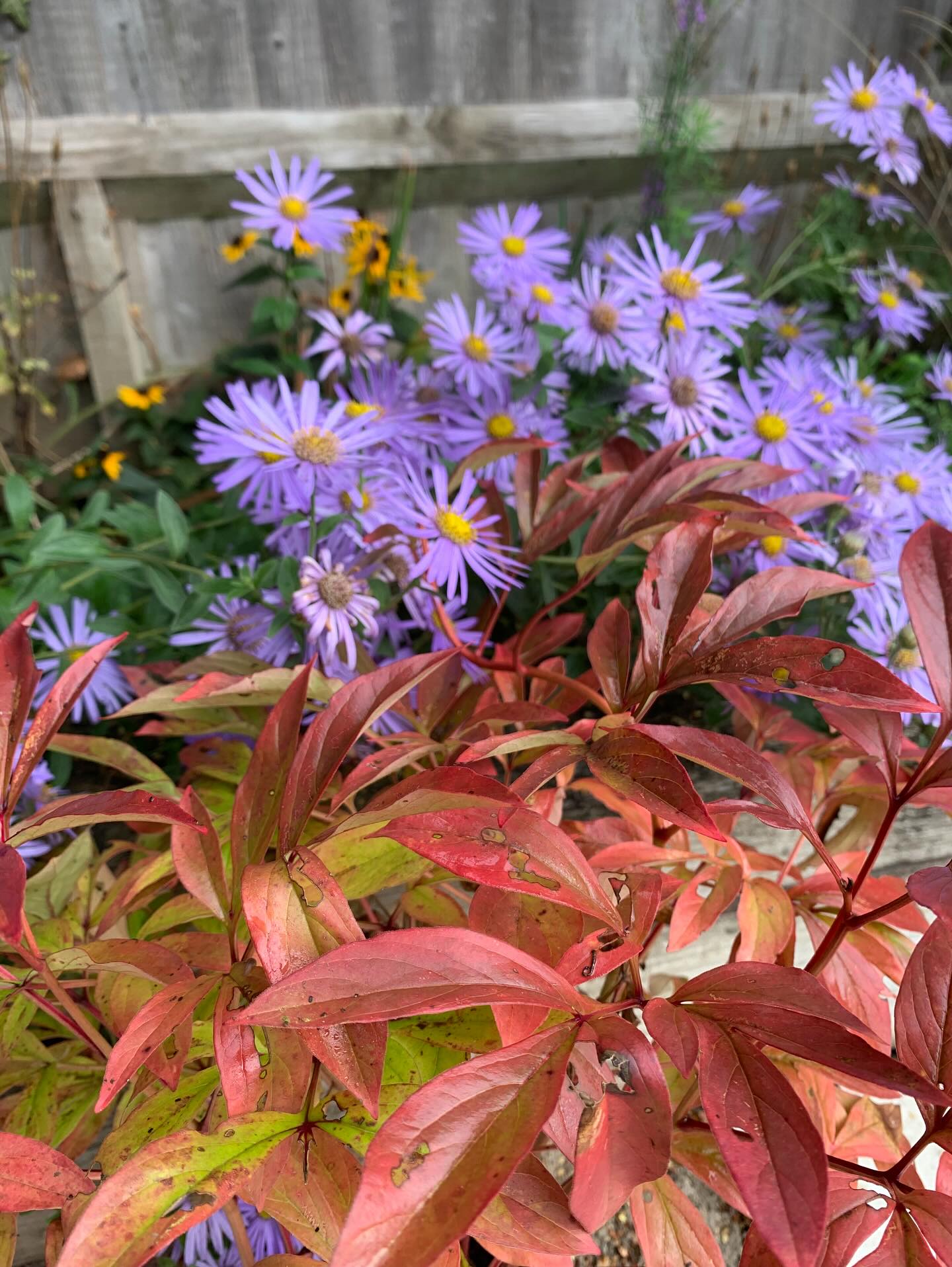 Autumn colour combinations - peony, aster and rudbeckia
#highamwoodgardens #gardenertonbridge #gardeningtonbridge #gardenersofinstagram #gardening #gardensofinstagram #englishgardens #garden #gardenideas #gardeninspiration