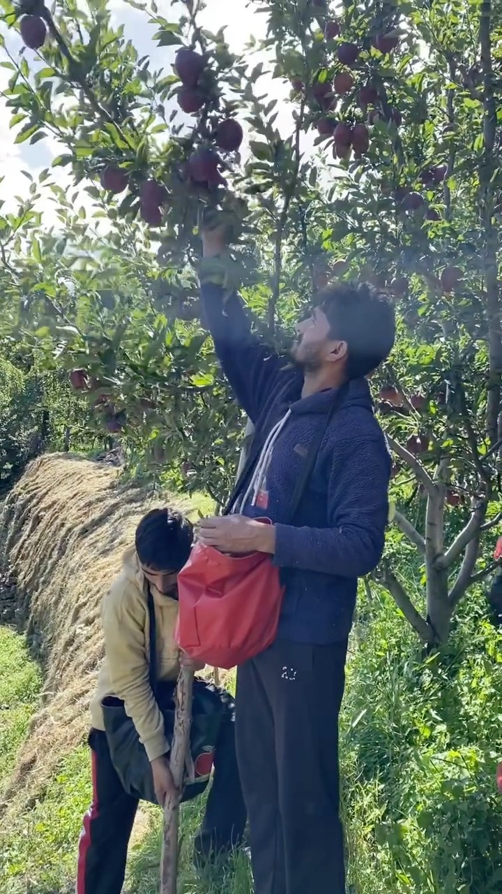 An enduring tradition forging ahead.
We've spent all year working towards this moment- our farm-fresh apples are ripe and ready! Want to indulge in the freshest harvest, direct from our farm? Place your order with us!
DM to know more 🛒
#kinnaurvalley #homegrown #healthier #local #simple #farmtotable #apple #fruit #seasonal #nutrition #apples #crunchy #greaterhimalayas #allindiadelivery #trees #fruits