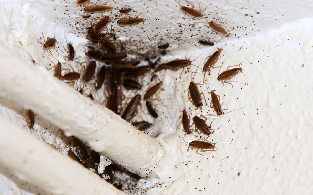 Alerte ! 🚨
Si vous aussi vous avez des invasions de cafards, il n'est pas encore trop tard pour agir !
Il n’est jamais trop tard pour agir en cas d’invasion de cafards, car chaque action entreprise permet de limiter leur propagation. Ces nuisibles se reproduisent très vite, mais une intervention rapide réduit considérablement leur nombre, empêche la contamination des aliments, et protège la santé des habitants.
Alors n'attendez plus et prenez contact directement avec Solyservices, votre dératiseur dans la région Auvergnes Rhône-Alpes, nous sommes à votre service 7j/24h pour intervenir rapidement.
Site : Solyservices.com
Tel : 04 37 22 62 90
N'attendez plus, il n'est pas trop tard pour agir !
#Pourtoi #Foryou #Solyservices #Cafards #Dératisation