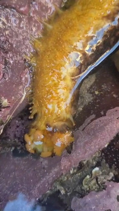 Coastwatcher, Jane Kelleher just discovered a Sea Cucumber as she was surveying the shore! Sea cucumbers are nature's natural recyclers, just like earth worms in the soil, the ancient benthic marine animals scour the ocean floor feeding on tiny waste particles, breaking down/decomposing sediment and organic matter to be reused by other organisms. Their soft, watery bodies categorise them as invertebrates, just like sea anemones or starfish!
Ireland’s oceans give life to such beautiful biodiversity, and each and every organism has a role to play. You can discover so much from just a quick peek into the rock pools, head to your nearest coast to see what you can find! Get involved in Coastwatch’s Annual Shore Survey, to make the most of your findings! More info here: https://www.coastwatch.org/surveys