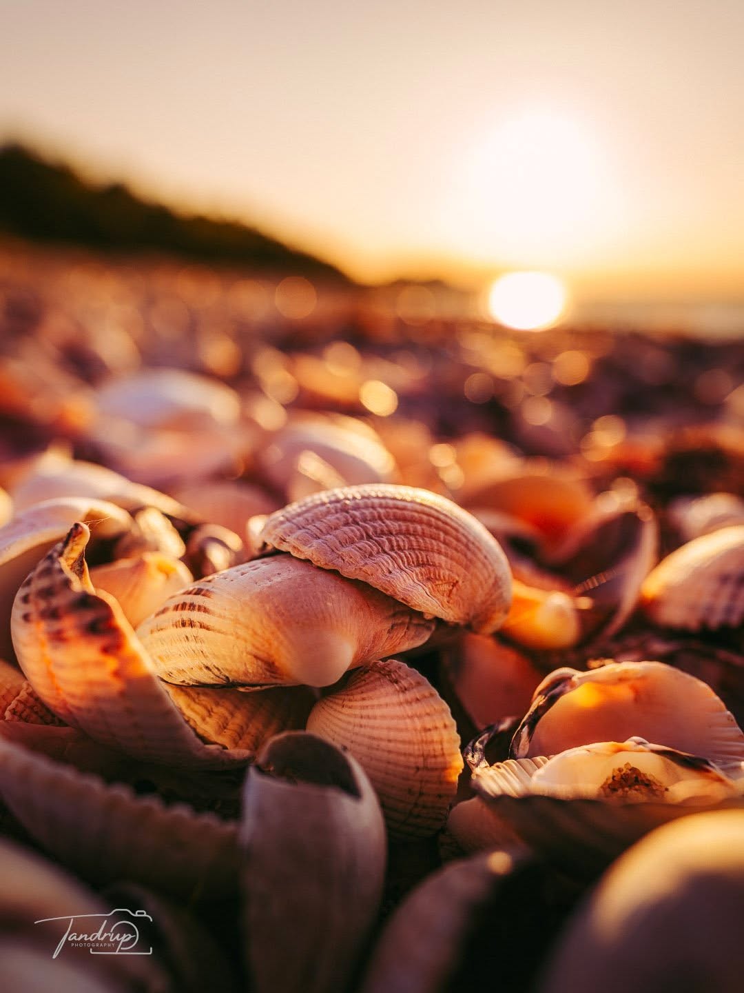 Shells 🐚
-
-
-
#sunsetmagic #skivekommune #nordicscenes #snapp_september25 #beachvibes #tandrup_photography #determedihuslejen #coastalliving #danishcoast #goldenhourlight #limfjorden #total_denmark #micheltandrup #naturesdetails #naturdanmark #quietmoments #shells #landscapephotography #oceanmood #dmiweather #denmarknature #nordicnature #nature_perfection #destinationlimfjorden