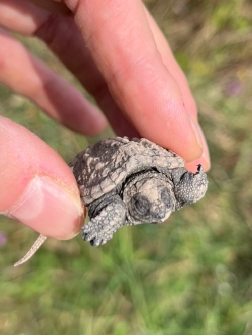 In today’s episode of “Hey, We No Longer Live in Brooklyn!” We had an unexpected guest visit our store today… the sweetest little snapping turtle hatchling ever. 🐢🐢🐢
Most hatchlings don’t make it to adulthood. Wildlife experts say to leave most of them alone. But this little one was close to the road, so we helped them out by giving them a lift to our pond.
We checked on them about 20 minutes later — they had moved on. And now, we’re inspired to finally finish “Of Time and Turtles: Mending the World, She’ll by Shattered Shell,” by the wonderful author, @sytheauthor
Stop by to pick up a copy!
#flowersandbooks
#snappingturtle
#symontgomery
#turtle
#babyturtle
#naturebooks