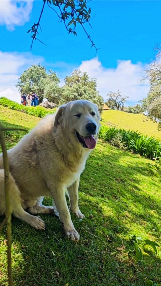 🌿 Vive un día especial en Finca El Oasis 🌿
Disfruta de la naturaleza, conoce nuestros tiernos animalitos 🐑 y déjate guiar por Polar, nuestro guardián y guía turístico 🐾.
📍 Detalles y reservas previas al 6920-0420
¡Te esperamos para crear recuerdos inolvidables! 🌄💚
Gracias @scrossnx 📹
