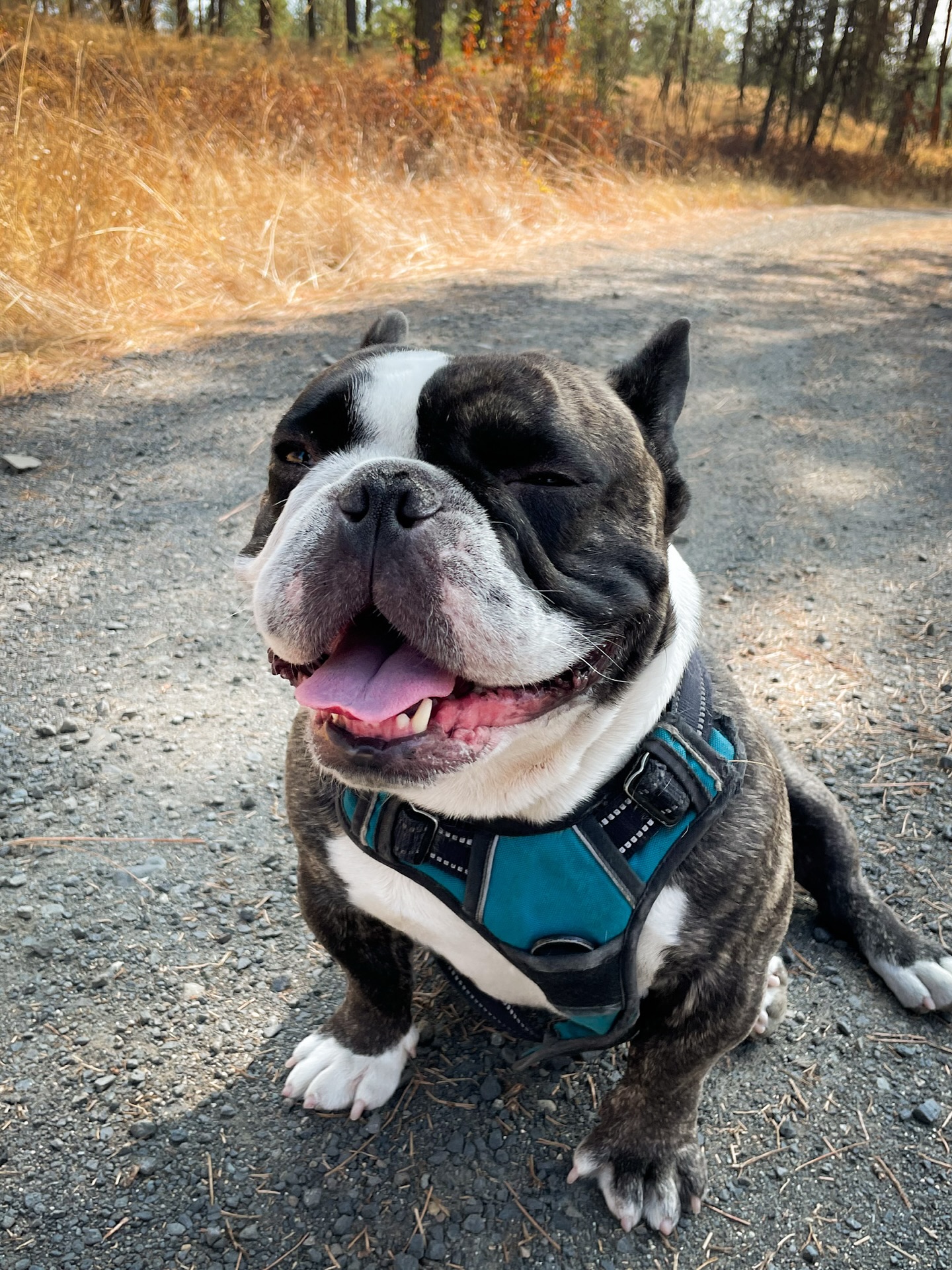 🍁 Sweater weather, crunchy leaves, and fresh-baked treats—Bucho’s favorite season is here!
We will be bringing exciting new products this season. Don’t forget to like + follow to stay tuned. 🍂
#buchosbarkery #fall #dogtreats #barkedgooddog #bakedgoods #pnwdog #autumn #leaves #natural #barkuterieboards #dogsofinstagram #frenchie
