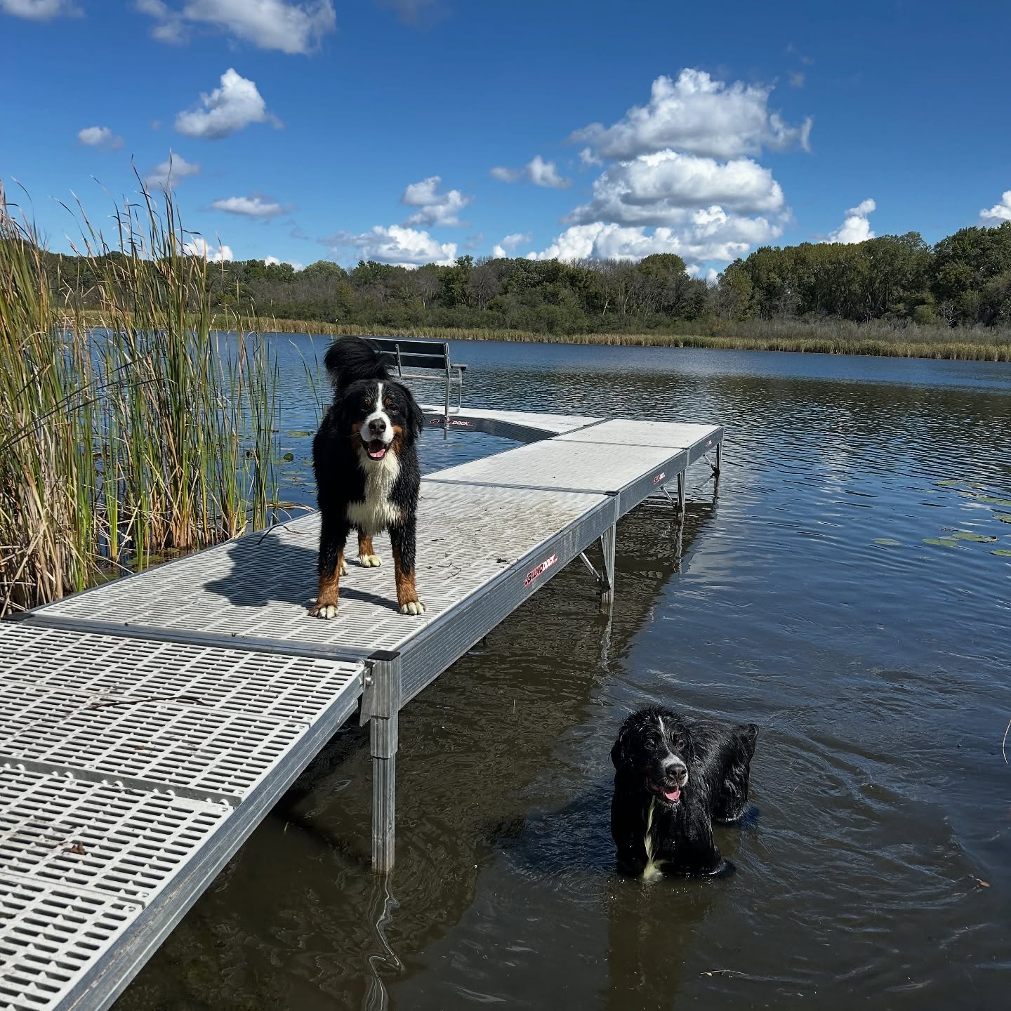 Inaugural swim at our new house! These boys are soooo happy to have a lake in the backyard 😎