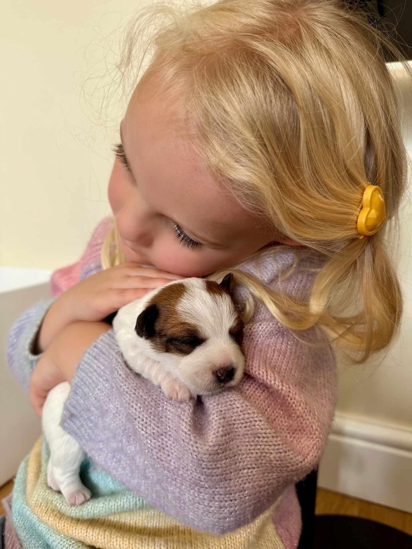 We enjoyed lots of puppy cuddles yesterday 🥰
#puppycuddles #puppylove #jrt #jrtpuppy #puppy #jackcambpups #jackcambjrt