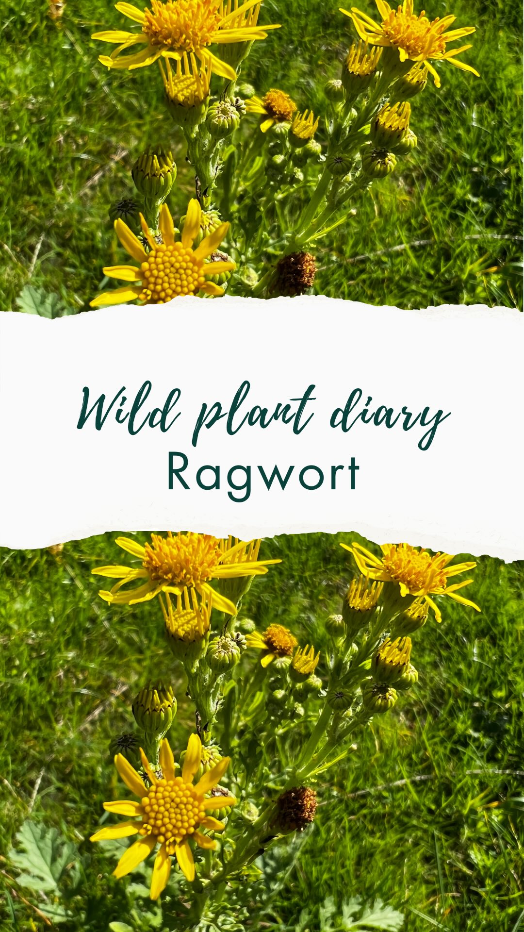 🌼 Ragwort is one of the most misunderstood plants in Britain.
Branded as poisonous, cursed as a weed, and often pulled up on sight. Yet to wildlife it’s nothing short of a lifeline.
🐝 It’s ranked among the top ten nectar-producing plants in the UK, feeding over 200 insect species and 30 exclusively, including the cinnabar moth whose stripy caterpillars depend on it almost entirely.
✨ And in Celtic folklore, ragwort was said to be a fairy’s horse, carrying witches and fairies through the night skies.
Its golden blooms thrive in rough, overlooked places, reminding us that what we call weeds are often the very heart of the wild. So if it grows on your lawn, maybe consider giving it a change 🙏 💛
👉Save this post if you love a misunderstood plant.
🌸🌱Subscribe to follow my Wild Plant Diaries 🌿
I’m sharing the plants I spot in everyday life to show how easy (and joyful!) it is to notice the wild friends growing around us. I have an interest in foraging and crafting with wild plants and also in folklore and mythology. A world where we know them is a better one—for us and for the planet. Follow me if you would like to join along to learn more✨