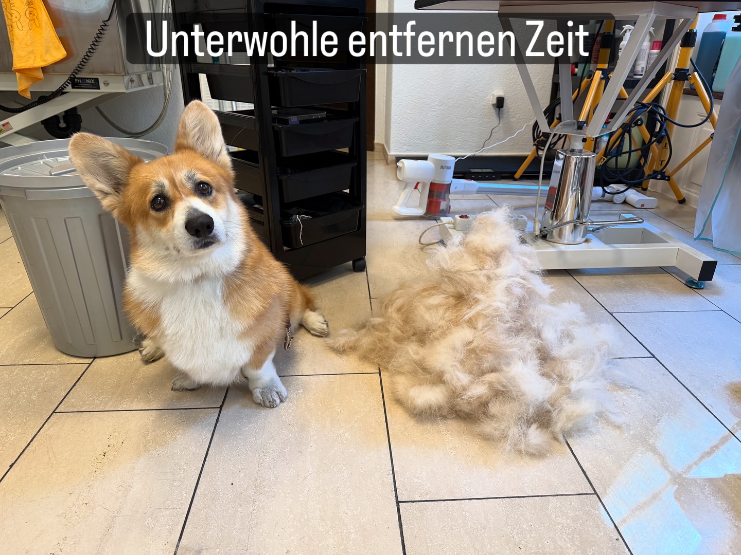 Es ist Zeit für unterwolle Entfernung