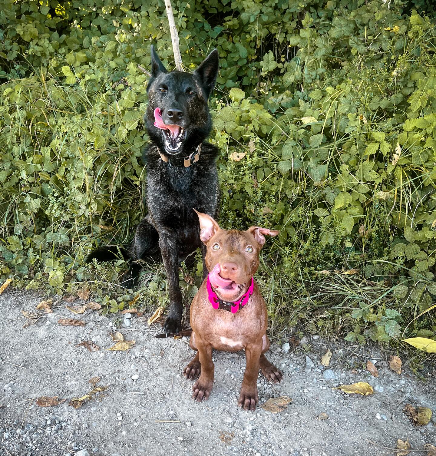 Arči and Roxy - Both wearing their Biothane collars 💪
#dogtoy #DogLovers #BiothaneCollars #DogLeashes, #PetAccessories #DurableDogGear #AdventureDogs #WaterproofDogGear #CustomDogCollars #OutdoorDogs #DogGear #PetLovers #BiothaneLeashes #activepets #dog @paracord.eu #dogsofinstagram #biothane #doglife #dogcollar