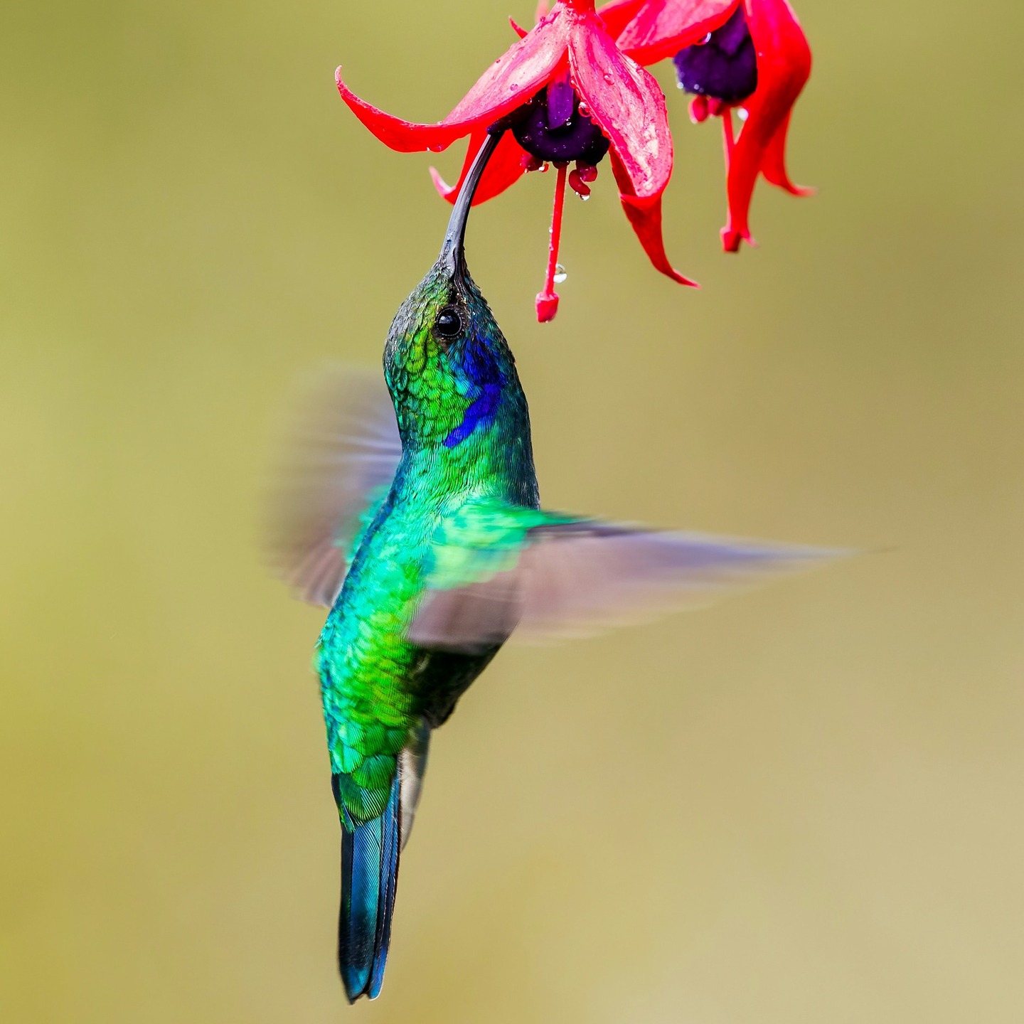 💚
.
.
.
© @zmachacek6710 v/ @unsplash
.
.
.
#180editions #mangezlocallisezlocal #colibri