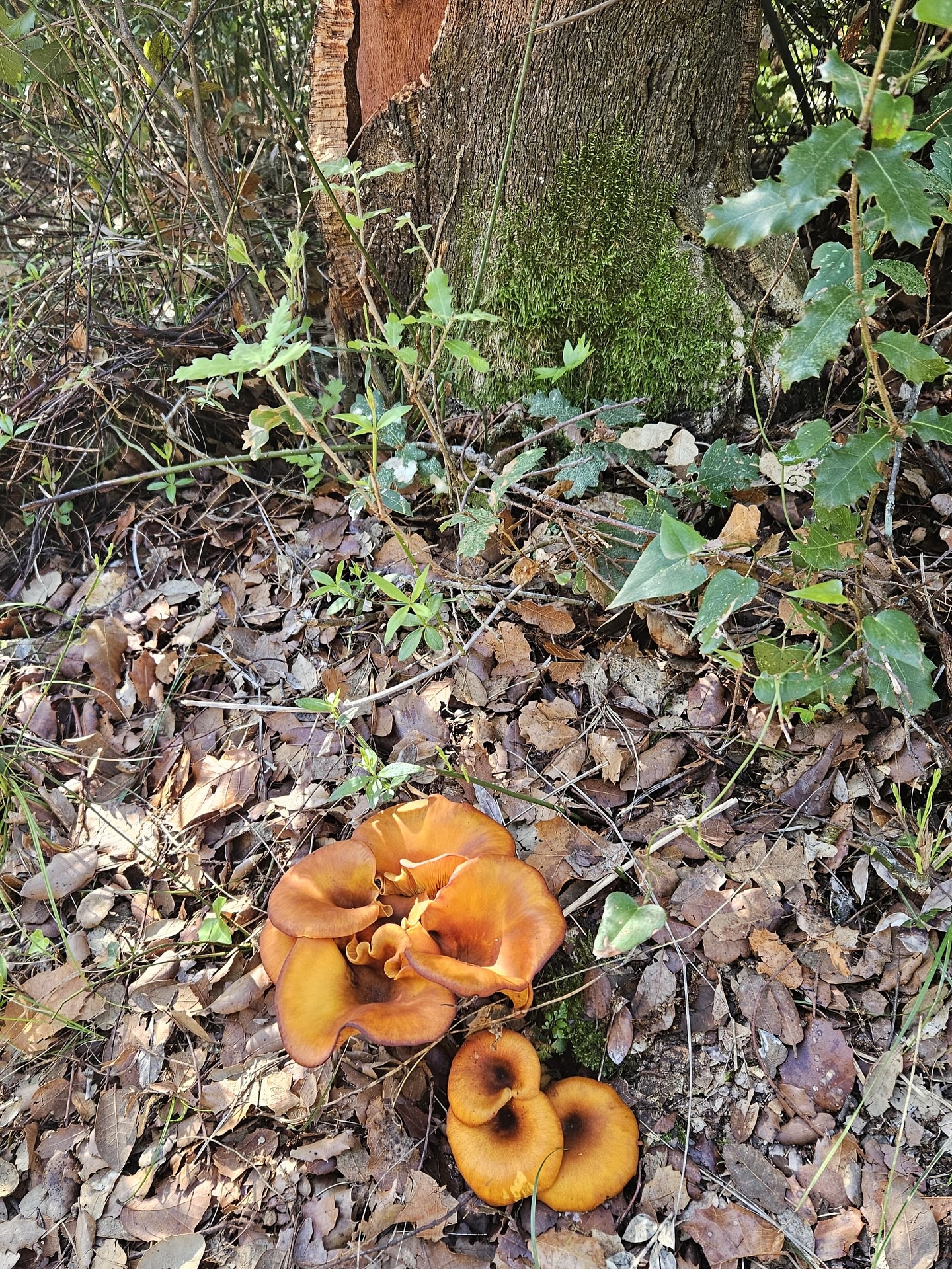 Rutas de OTOÑO 🍂 en @calamaryvidreres
Findes en familia o amigos ❤️