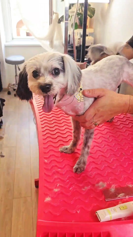An another Happy Client, first time with us and we loved every moment of it! 😍😍🥰🐶
Dog Grooming Salon in Wien✂️🐶📍
Appointment: +43 665 6570 0039 or www.doggyzeit.at
#doggyzeit #doggrooming #hundesalonwien