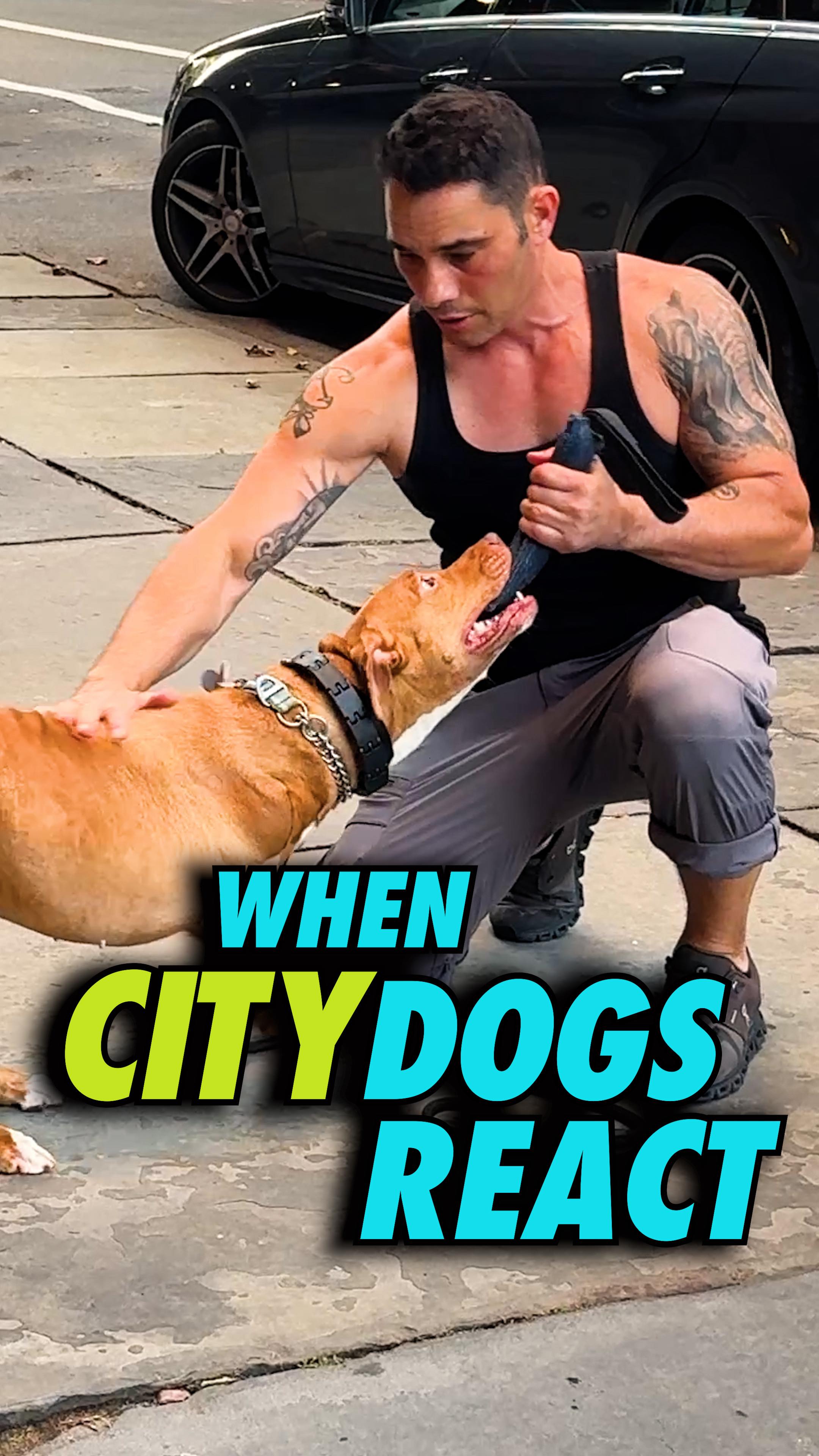Share this W/ a friend who needs it🐶
For training in LA & NY DM ot even better- click the link in bio👆
Harnesses trigger what’s called the opposition reflex — it literally tells the dog, pull harder. That’s why they put them on Huskies in the Iditarod. Same reason when somebody pushes you, your body instinctively leans back into them. A harness encourages that same lean and fight against pressure.
But if the leash is supposed to be a communication tool, your dog should learn to respond to the lightest bit of pressure — not you yanking, not them choking. This is why we TEACH them leash skills. With a harness, the first thing the dog learns is to push back. So now the leash-dog relationship becomes nothing but opposition and nagging.
#dogs #dogtraining #dogmom #dogdad#rescuedog #dogtrainingtips #puppies