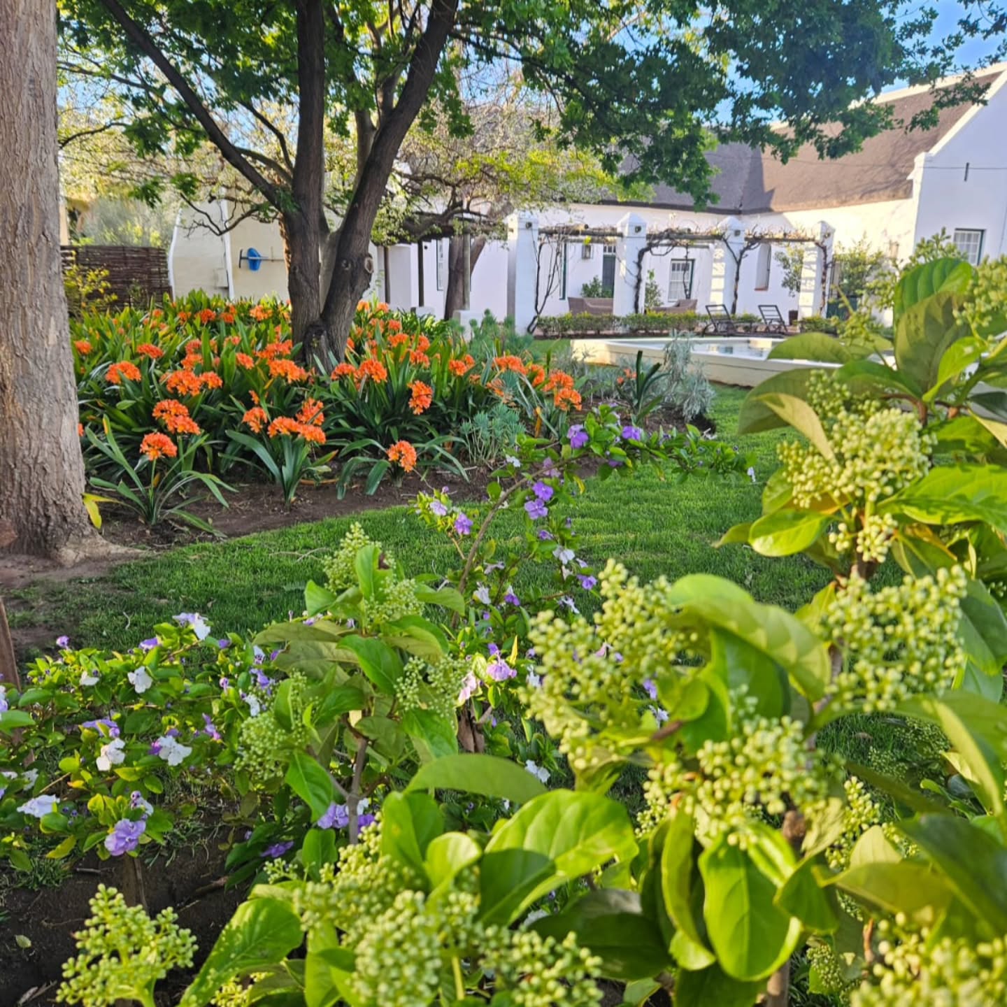 Our garden is bursting with colour — a gentle reminder to slow down, breathe deeply, and enjoy the simple beauty of spring at Klein Nektar 🌸🌿
#kleinnektar #SpringInBloom #MontaguLife #SlowLiving #GardenVibes #Route62 #HiddenGem
