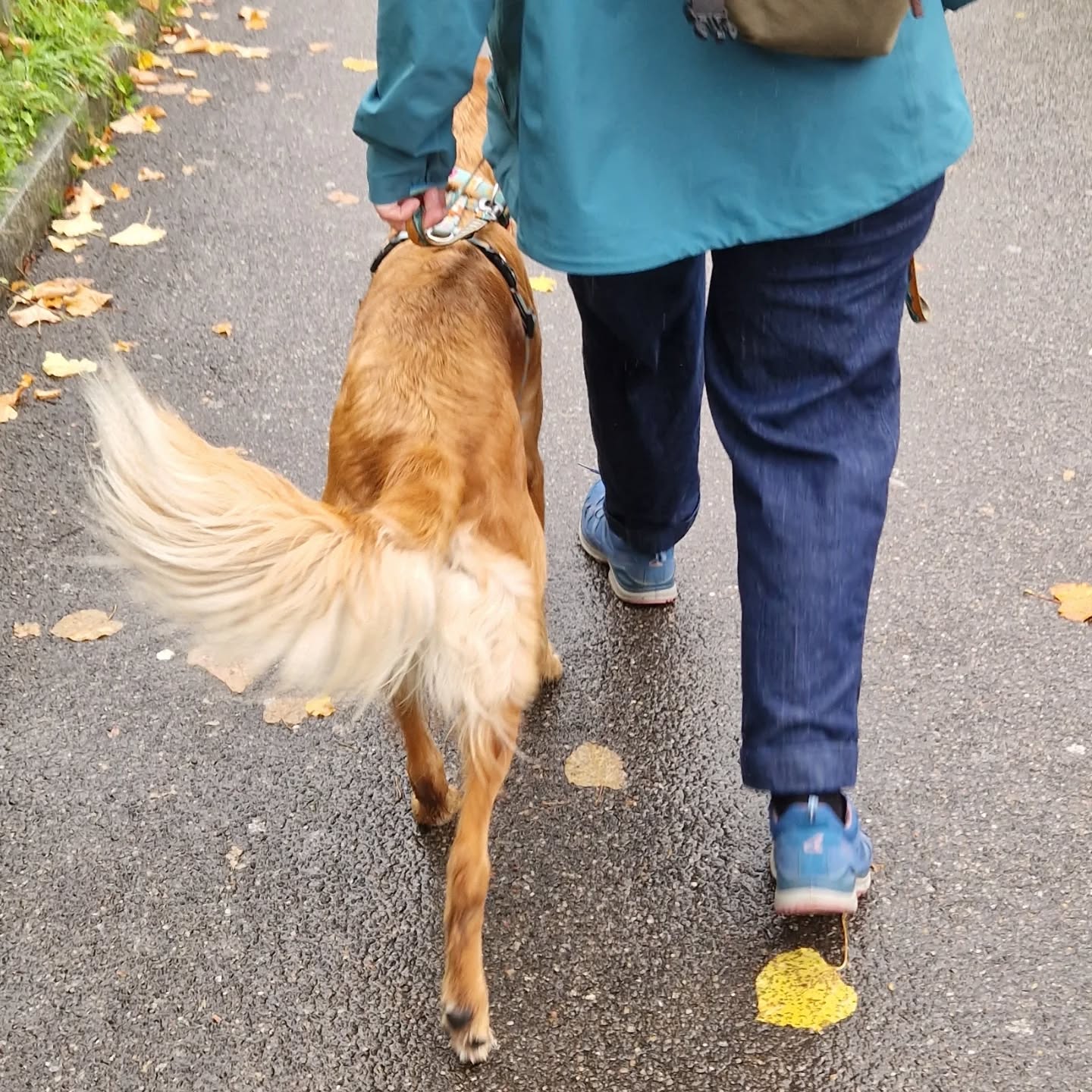 Assistenzhundetraining mit Faye 🐕🦺🍁☔️
#assistenzhundeschweiz #assistenzhundeverein #assistancedog #assistenzhund #assistenzhundeausbildung #hundetraining #vereinfürhilfshunde #vereinpawsandyou #gemeinnützig #pawsandyou