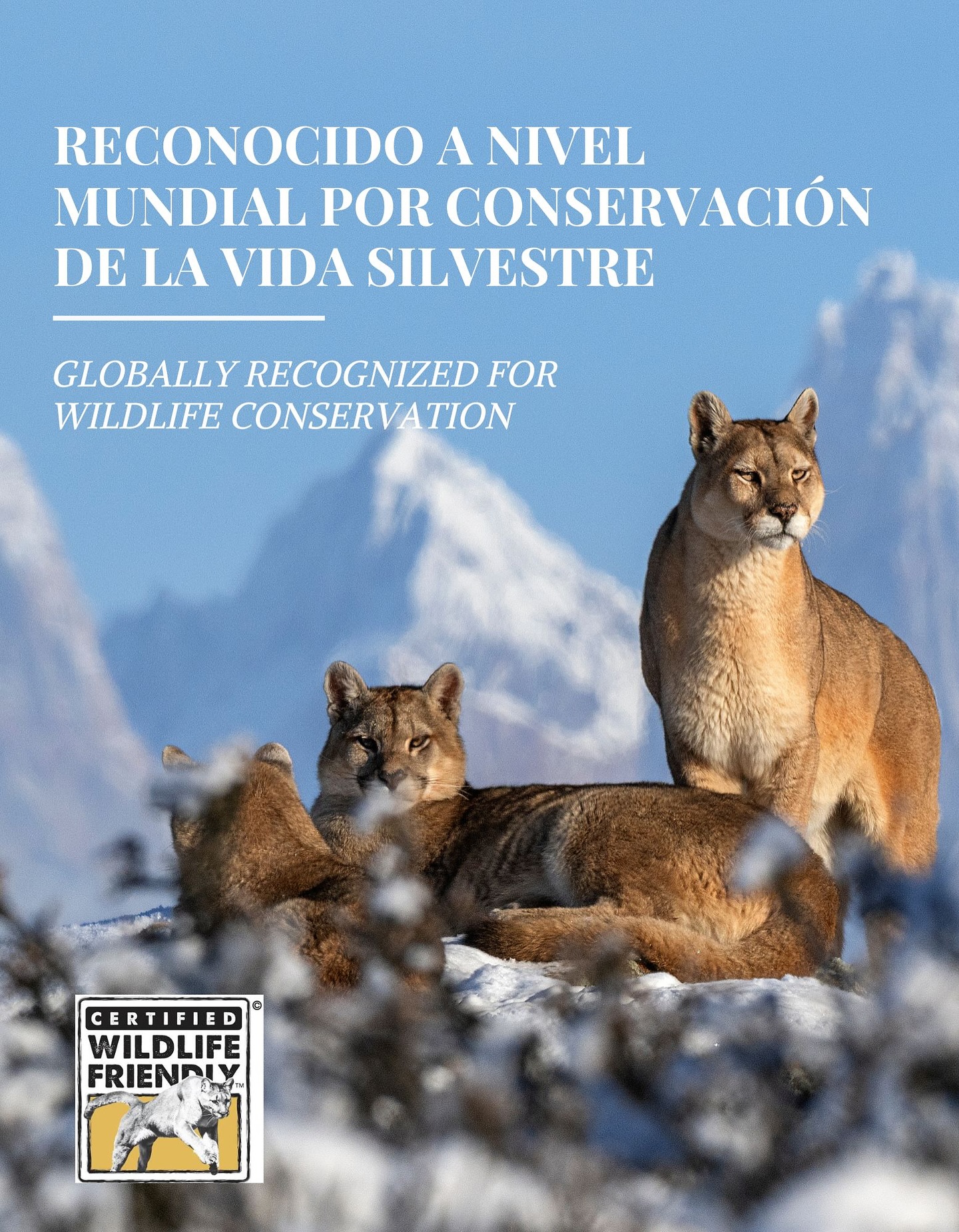 We are proud to share that Estancia Cerro Guido, together with the Cerro Guido Conservation Foundation, has received Wildlife Friendly Tourism certification. We are the first Chilean hotel to achieve this international recognition, which distinguishes operations committed to the real protection of wildlife, support for local economies, and responsible tourism.
This achievement represents more than just a seal: it involves rigorous audits that evaluate our practices in relation to key species such as pumas, guanacos, and condors, respectful sighting protocols, and reinvestment in conservation projects.
By choosing Estancia Cerro Guido, you choose to be part of an experience that cares for the wildlife that makes Patagonia authentic.
We would like to thank our consultant in charge of this certification, @gricel_natales.
-
Nos enorgullece compartir que Estancia Cerro Guido, junto a la Fundación Cerro Guido Conservación, ha recibido la certificación Wildlife Friendly Tourism. Somos el primer hotel chileno en lograr este reconocimiento internacional que distingue operaciones comprometidas con la protección real de fauna, apoyo a economías locales y turismo responsable.
Este logro representa más que un sello: implica auditorías rigurosas que evalúan nuestras prácticas frente a especies clave como pumas, guanacos y cóndores, protocolos de avistamiento respetuoso y reinversión en proyectos de conservación.
Al elegir Estancia Cerro Guido, eliges ser parte de una experiencia que cuida la vida silvestre que hace auténtica a la Patagonia.
Agradecemos a nuestra consultora a cargo de la certificación @gricel_natales
📸: @estancia.cerroguido @piavergarafotografia @beatrizschneiders
📍: @estancia.cerroguido