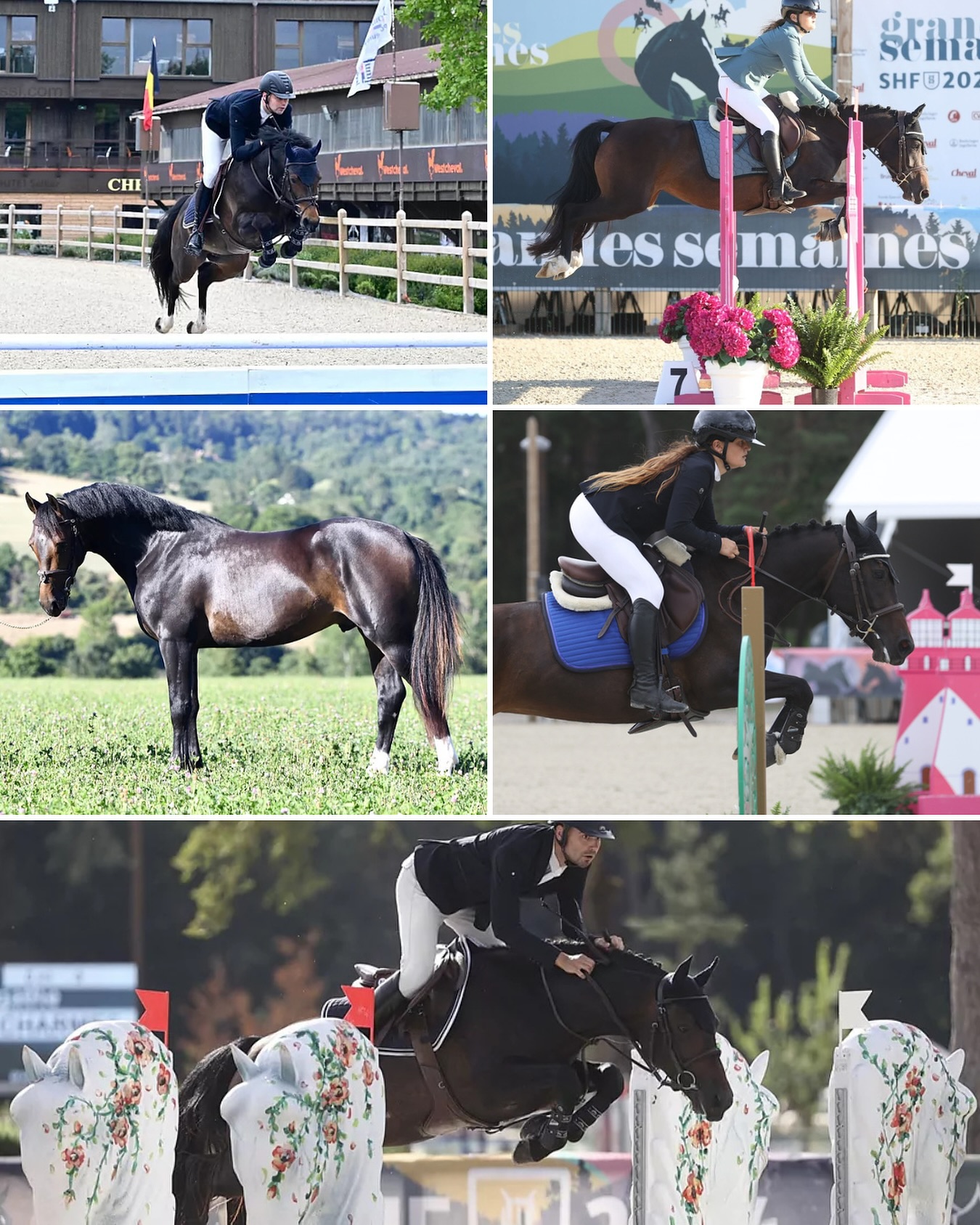 ✨Naissance attendue pour 2026 ✨
Nous attendons un mâle issue du croisement JUMP LIKE STROLLER et KEL DIVA de LA SELUNE. 🚹
▪️JUMP LIKE STROLLER (PFS, IPO 124)
Par FRENCHCORNET D’ODIVAL (CORNET OBOLENSKY x ARANE DE BLONDE)) et SPIRIT OF STROLLER (LINARO x DÉLICE D’ANGERIE)
🥉 3e des 6 ans D
Finaliste à 4 et 5 ans
🏅 13e national mâle PFS 3 ans
Il est le père de la championne de France foal femelle jeune, Prime du Ganelon. 🏆🇫🇷
▪️KEL DIVA de LA SELUNE (PFS, IPO 93)
Par DALI de LA SELUNE (NEICOP D’ARGENT x VLADI DES CHOUANS) et JAVELINE DES EYMES (ABOU KAMAL X TULLE DE BRESSIEUX)
Sortie en CCJP 4 ans, a fait les Critérium 4 ans.
🧬 Soeur utérine de :
Ipad de la Selune, IPO 117, Très bon à 6 ans
Diva de la Selune, IPD 124
Arlequin de la Selune, IPO 130
Croisement disponible, à terme début avril🌼
📲Plus d’information par mp.