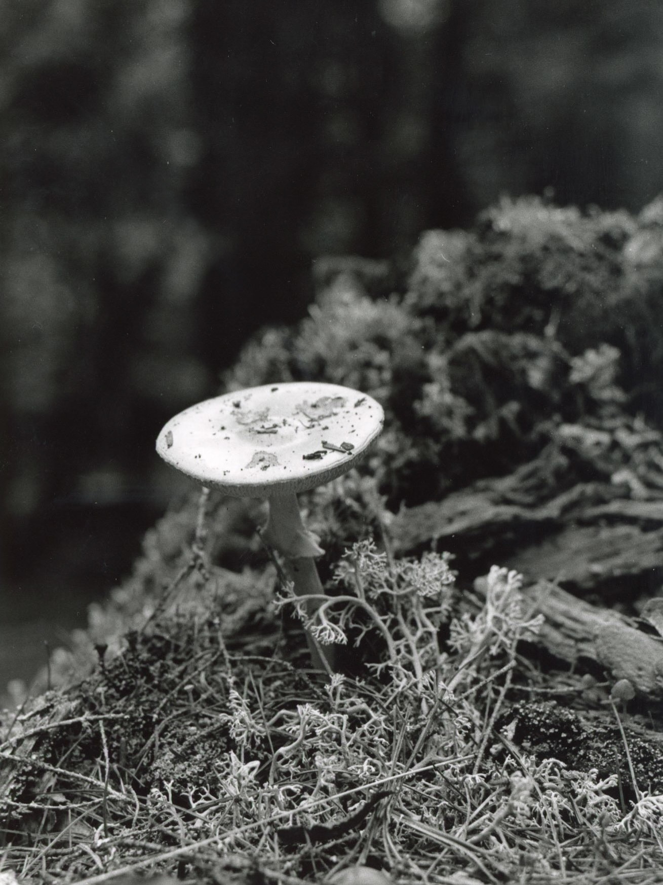 Catch me at back-to-back @roconlyevents on October 4th and 5th! Swipe for more info!!
I’ll be slinging art and teas at the Harvest Fest @20deepwinery, then I’ll be at the Nitty-Gritty Self-Care Day @ironsmoke. Two incredible markets in one weekend!! You won’t want to miss these ones!
@threads.by.lucy.lu will be my booth buddy on Saturday too, so you can snag your pup some handmade creations too!