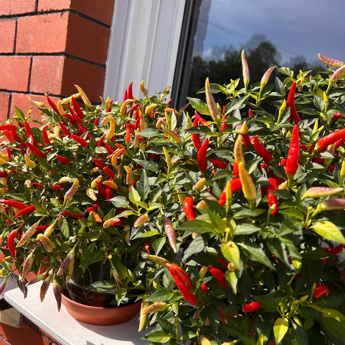 A moment for our chillies this year 🔥❤️🔥🌶️ 🚒I’ve been adding these to cold pressed olive oil for home made chilli oil, as well as home made homous and curries (though in small bits as they’re potent!)
Easy to grow at home, ornamental looking plants and packed with health giving properties ✅ they’re a win win ✅
#eatwellbewell #nrgnutrition #homegrown #homegrowchillies #seasonalproduce