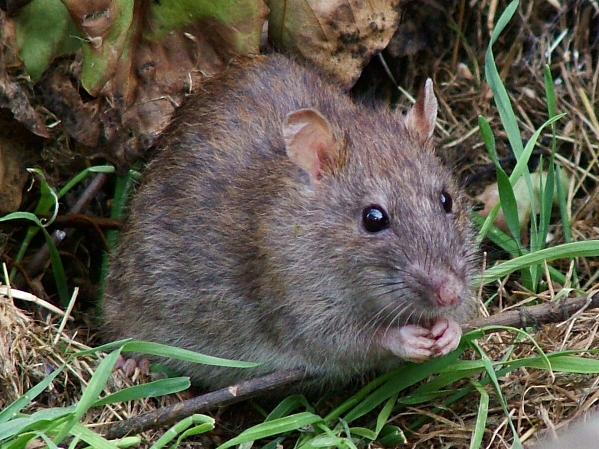 ⚠️ Attention !
Les rats ne sont pas de simples nuisibles : ils peuvent transmettre des maladies graves (leptospirose, salmonellose…), causer des dégâts matériels en rongeant câbles, tuyaux et provisions, et se reproduisent très rapidement. Leur présence met en danger la santé publique et l’hygiène de votre environnement.
Quelques gestes simples permettent de limiter leur prolifération :
- Ne laissez pas traîner vos déchets, rangez-les dans des sacs fermés et des poubelles bien couvertes.
- Évitez de laisser de la nourriture à l’air libre, y compris pour les animaux domestiques.
- Bouchez les trous, fissures ou conduits qui pourraient servir de passage.
- Entretenez caves, greniers et jardins pour éviter de créer des refuges.
Si vous êtes en présence de rats, appeler directement votre dératiseur Solyservices, car nous intervenons sur toute la region Auvergne Rhône-Alpes en 24 à 48h !
N'attendez plus, agissez vite avant qu'il ne soit trop tard.
Site : Solyservices.com
Tel : 04 37 22 62 90
#Solyservices #Rat #dératisation #instagram #prévention
