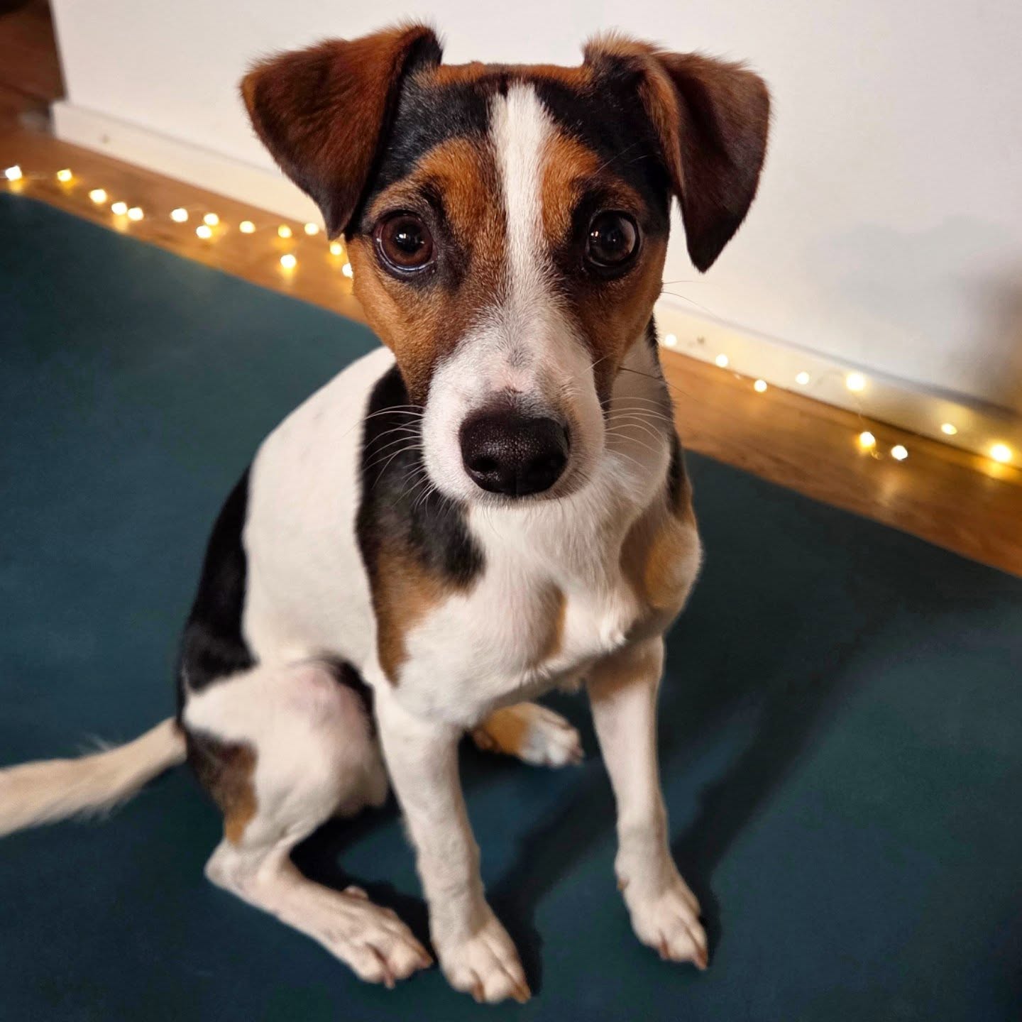 Je vous présente Mister yogi Lewis 🤍 2ans
Si vous avez déjà assisté à mes cours, il y a de fortes chances que vous l’ayez rencontré 🐶
Lewis a rejoint ma vie lors d’un moment particulièrement difficile... juste après la perte de mon papa adoré et de mon précieux compagnon Jayz 🐕
Sa présence m’a profondément aidée à traverser cette période sombre. Lewis est un véritable rayon de soleil, un cœur rempli d’amour et de bonheur. Sa bonne humeur est communicative et je suis certaine que notre rencontre n'est pas dû au hasard ✨️🤍🙏🏻
Lewis est un chien affectueux et il sera ravi de faire votre connaissance avec toute la joie qu’il porte en lui.
Est-ce que vous connaissez son Mantra préféré ?