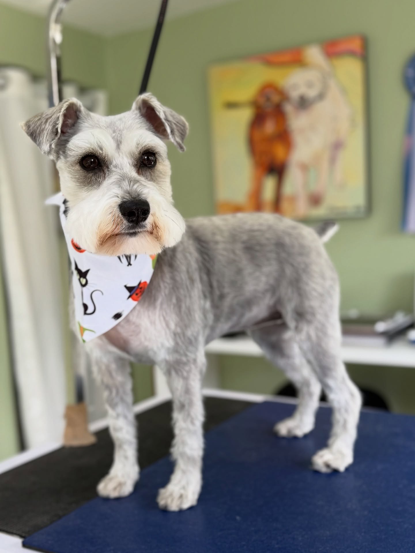 First Halloween Bandana of the year! 🎃
Pearl here with a PSA, not just posing cute, but reminding everyone to book for the holidays! 🦃🎄
Books are nearly closed for the year!
#minischnauzers #dogs #cute #halloween #fearfree #luxarydoggrooming #akc #cprcerrified #safetyfirst #oneonone #schnauzer #woof #sandiego
