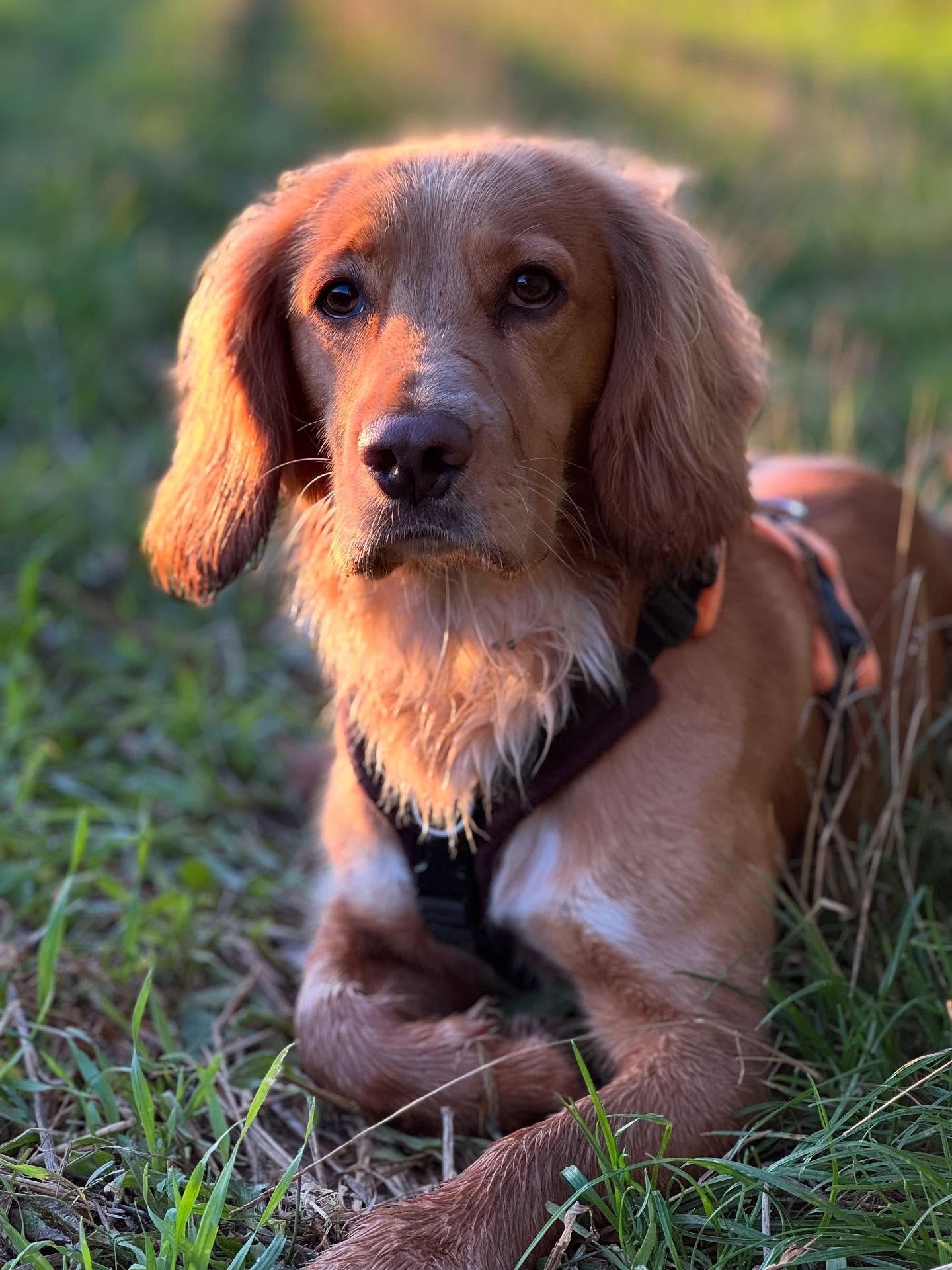 After the fiery hot summer I’m loving these cooler mornings and autumn vibes. I think the dogs are too.
Regular classes are continuing as normal in Bredon and Overbury. All welcome.
There are still spaces in the Sunday Sessions at Elmley Castle (10.30am on 28th Sept, 12th October and 26th October). Get in touch if you’d like to book a place.