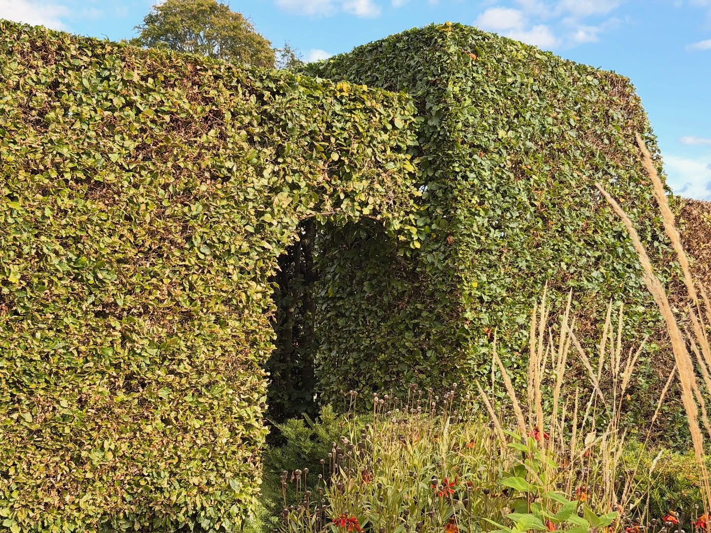 ✂️🌿 Detailed Hedge Cutting This Week! 🌿✂️
This lovely beech hedge gets its annual trim every year, and it was ready for its fresh cut. Keeping hedges neat not only makes the garden look sharp but also keeps them healthy and thriving. 🍃✨
This garden is truly something special – so much love and care has been poured into it over the years, and it really shows in every corner. It’s always a pleasure working here and helping maintain its beauty. 🪴💚
📏 Precision, patience, and passion go a long way in garden care – and this hedge is proof!
#BeechHedge #GardenCare #HedgeTrimming #GardenMaintenance #LawnAndGarden #GreenSpaces #GardenLovers #PerfectlyTrimmed #GardenDesign #HedgeCutting #BeautifulGardens #LandscapingLife #OutdoorLiving #NeatAndTidy #AnnualTrim