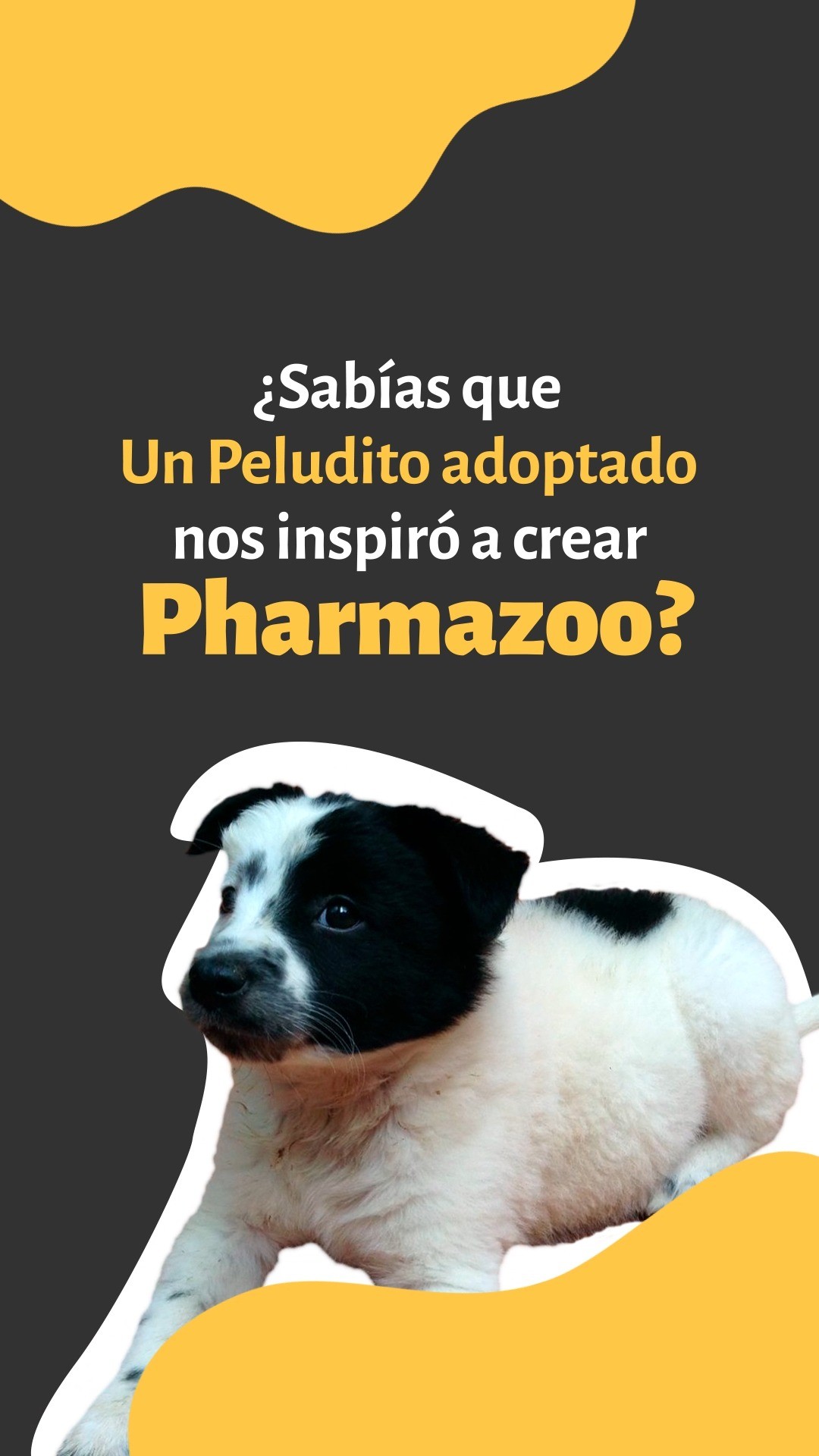 Pharmazoo nació gracias a un perrito adoptado 💛 Hoy celebramos el amor que cambia vidas. ¡Feliz Día del Perro Adoptado!
Tags:
#AmorPerruno #PeluditosFelices #MascotasColombia #PerrosColombia #MascotasFelices #PerritosFelices #DogLoversColombia #AmorAnimal #AdopciónCanina #PerrosDeInstagram #MascotasDeInstagram #MascotasBogotá #MascotasMedellín