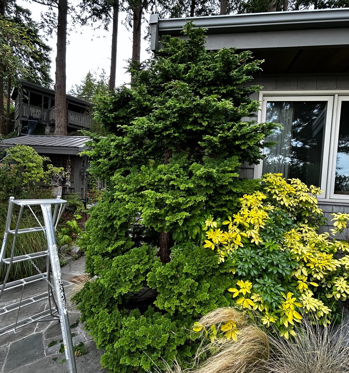 Sexy ladder, wavy tree.
